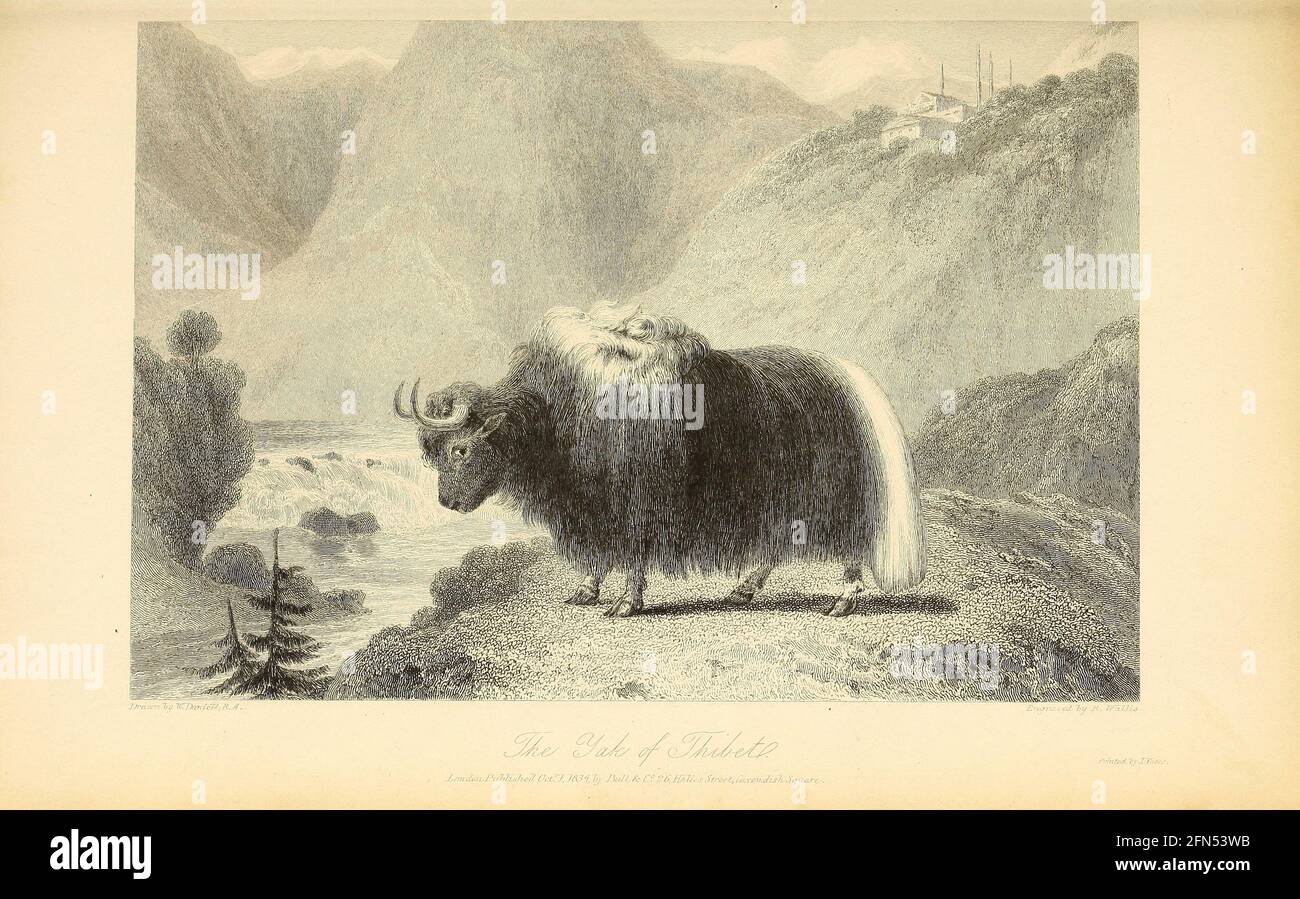 Yak von Tibet [wilder Yak (Bos mutus) ist ein großes, wildes Vieh, das im Himalaya beheimatet ist. Es ist der Vorfahre des einheimischen Yaks (Bos grunniens)] aus dem Buch "The Oriental Annual, OR, Scenes in India" von The Rev. Hobart Caunter Herausgegeben von Edward Bull, London 1835 Stiche nach Zeichnungen von William Daniell Stockfoto