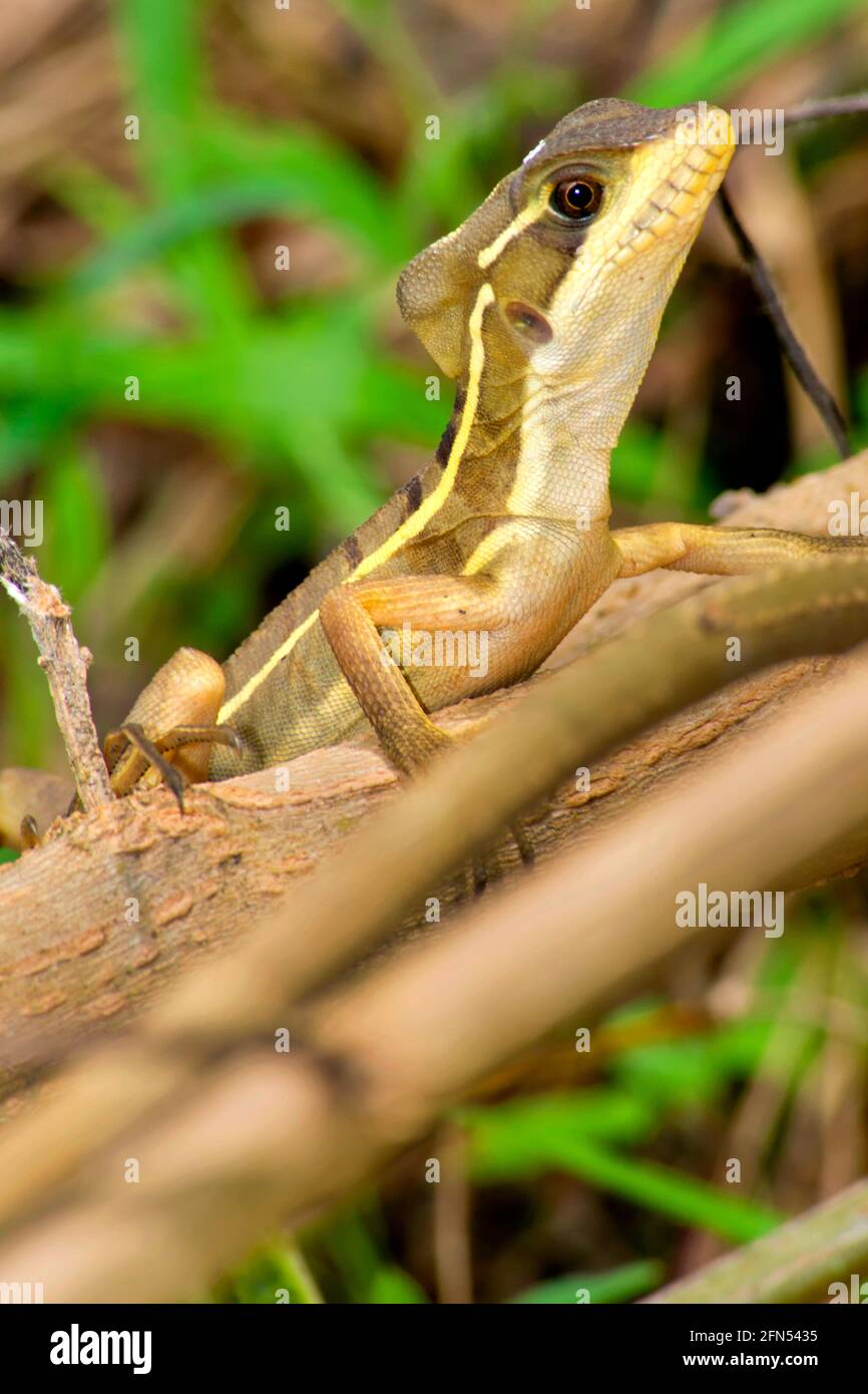 Basilisk, Jesus Christ Lizard, Basiliscus basiliscus, Tropical Rainforest, Costa Rica, Mittelamerika, Amerika Stockfoto