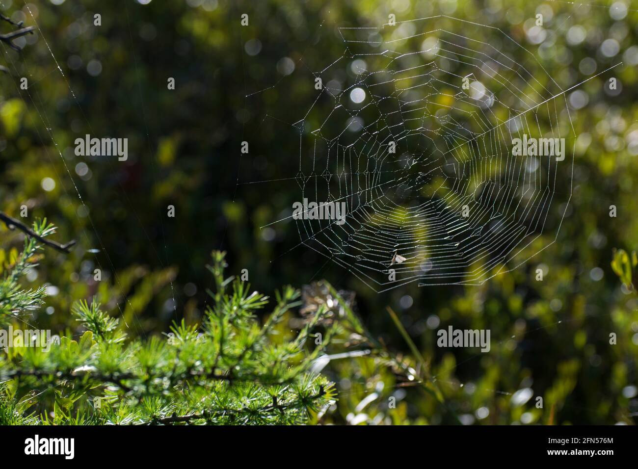 Ein Spinnennetz in einem Wald Stockfoto