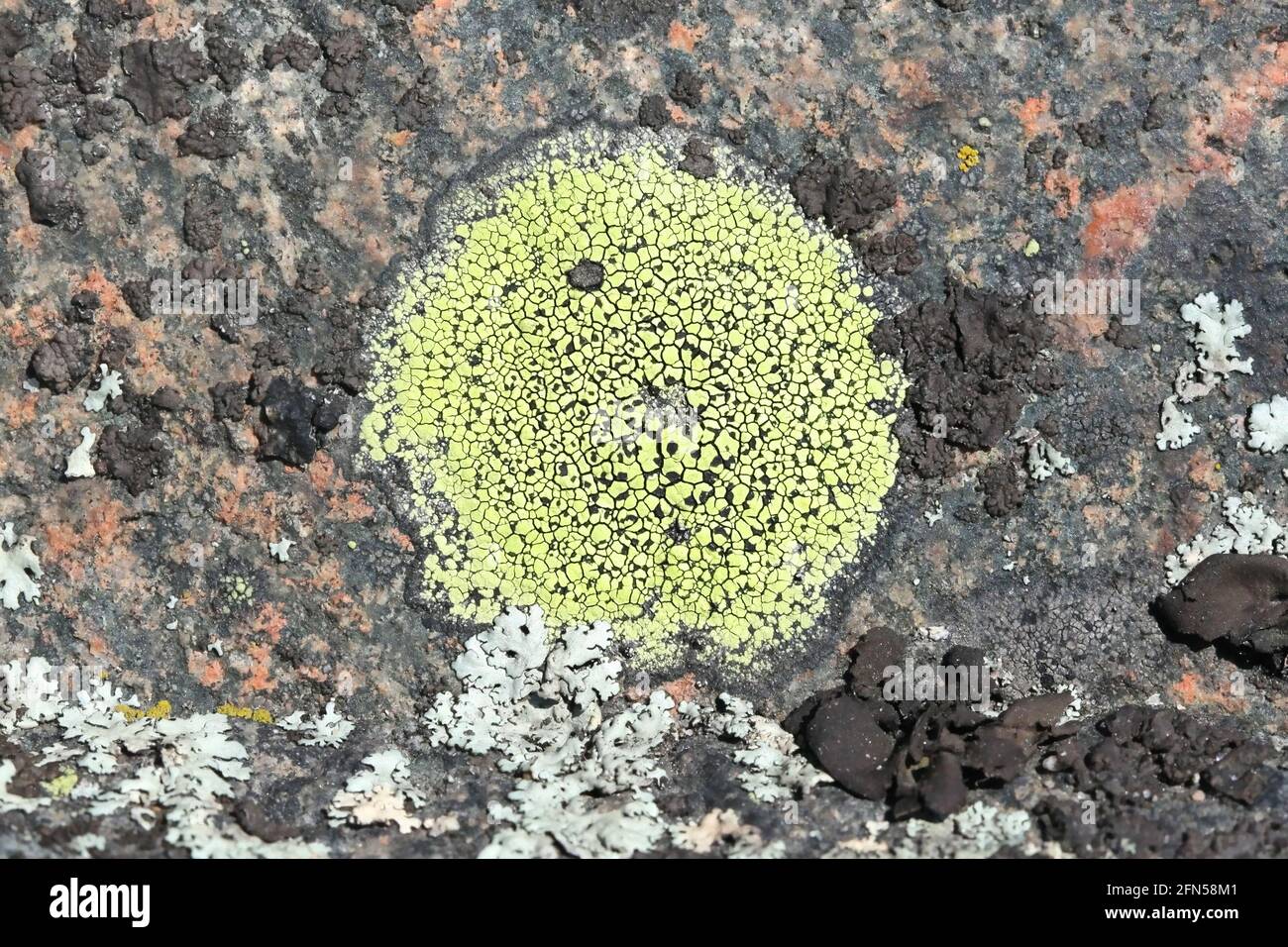 Rhizocarpon geographicum, bekannt als Kartenflechten. Karte Flechten gelten als der älteste lebende Organismus auf der Erde, mit einem Alter von 8,600 Jahren geschätzt. Stockfoto