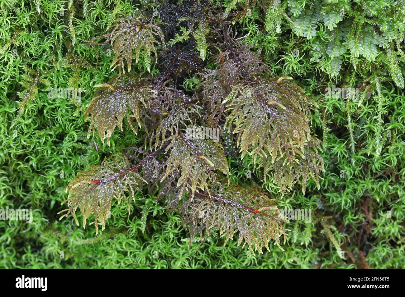 Hylocomium splendens, allgemein bekannt als glitzerndes Holzmoos, herrliches Federmoos, Treppenmoos und Bergfarnmoos Stockfoto