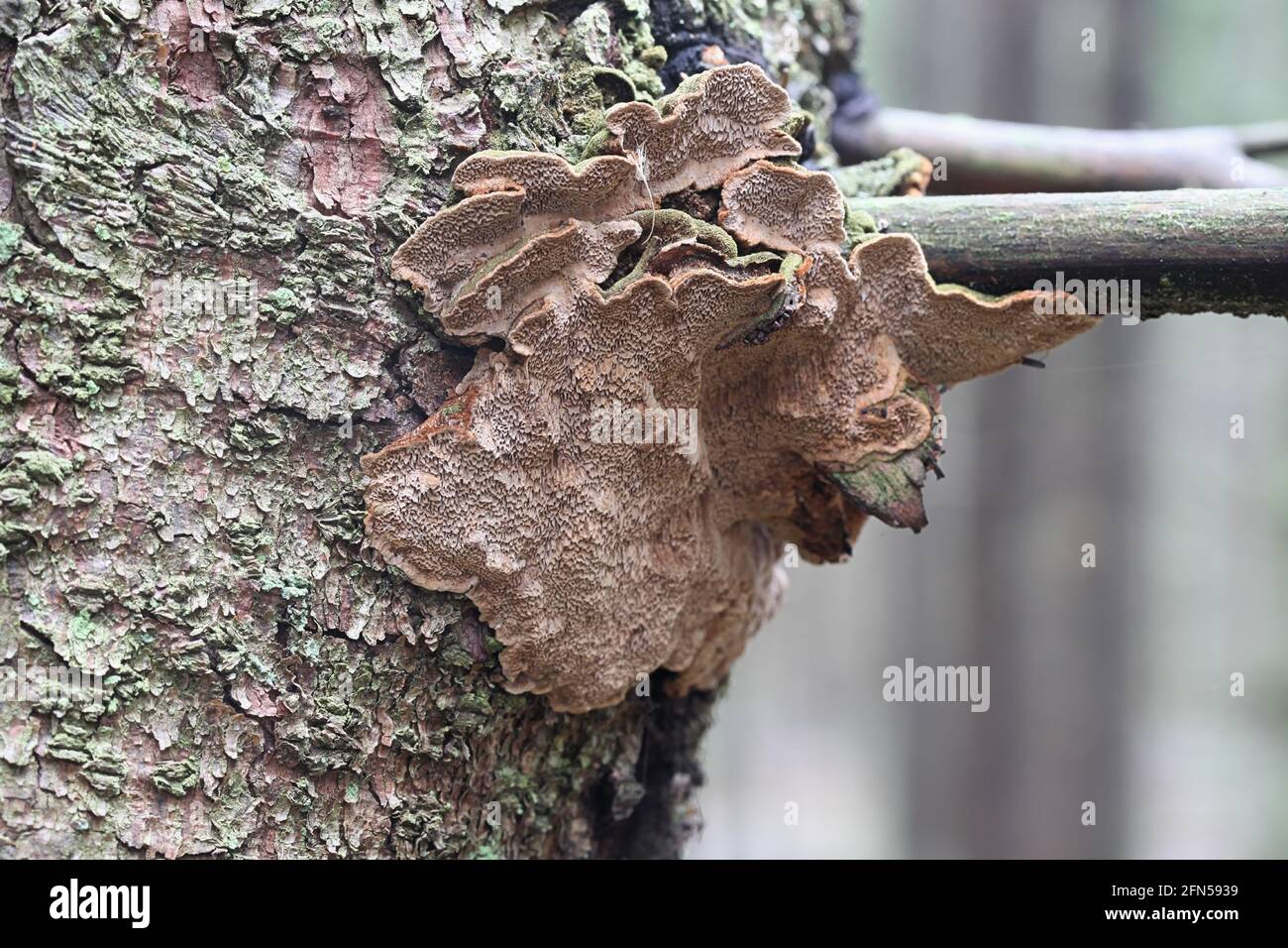 Phellinus chrysoloma Fotos und Bildmaterial in hoher Auflösung Alamy