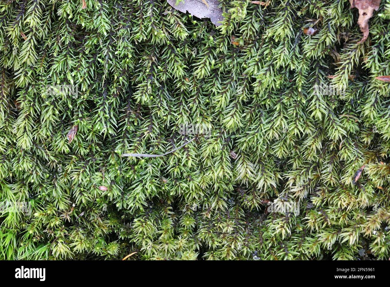 Aulacomnium palustre, bekannt als Moorrillenmoos oder geripptes Moormoos Stockfoto