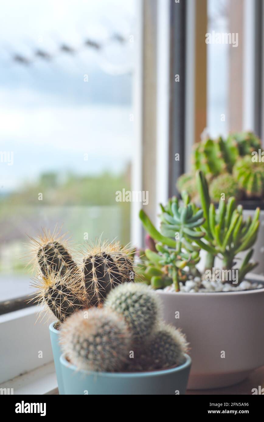 Kaktus Zimmerpflanze. Kakteen und Sukkulenten auf einer Fensterbank Stockfoto