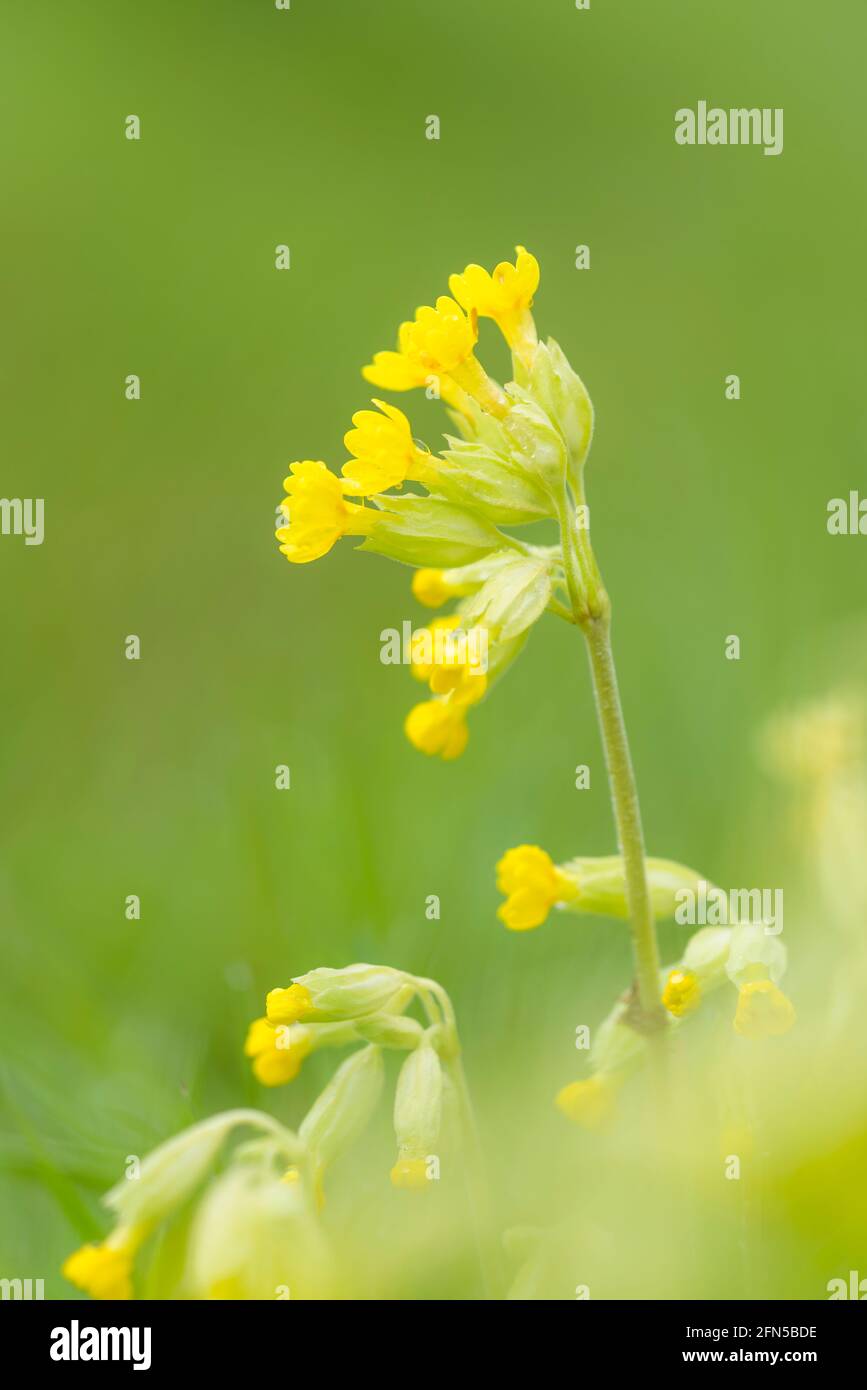 Eine Nahaufnahme eines blühenden Cowslip (Primula veris) auf einer Wiese in den Mendip Hills. Auch bekannt als Common Cowslip und Cowslip Primrose. Stockfoto