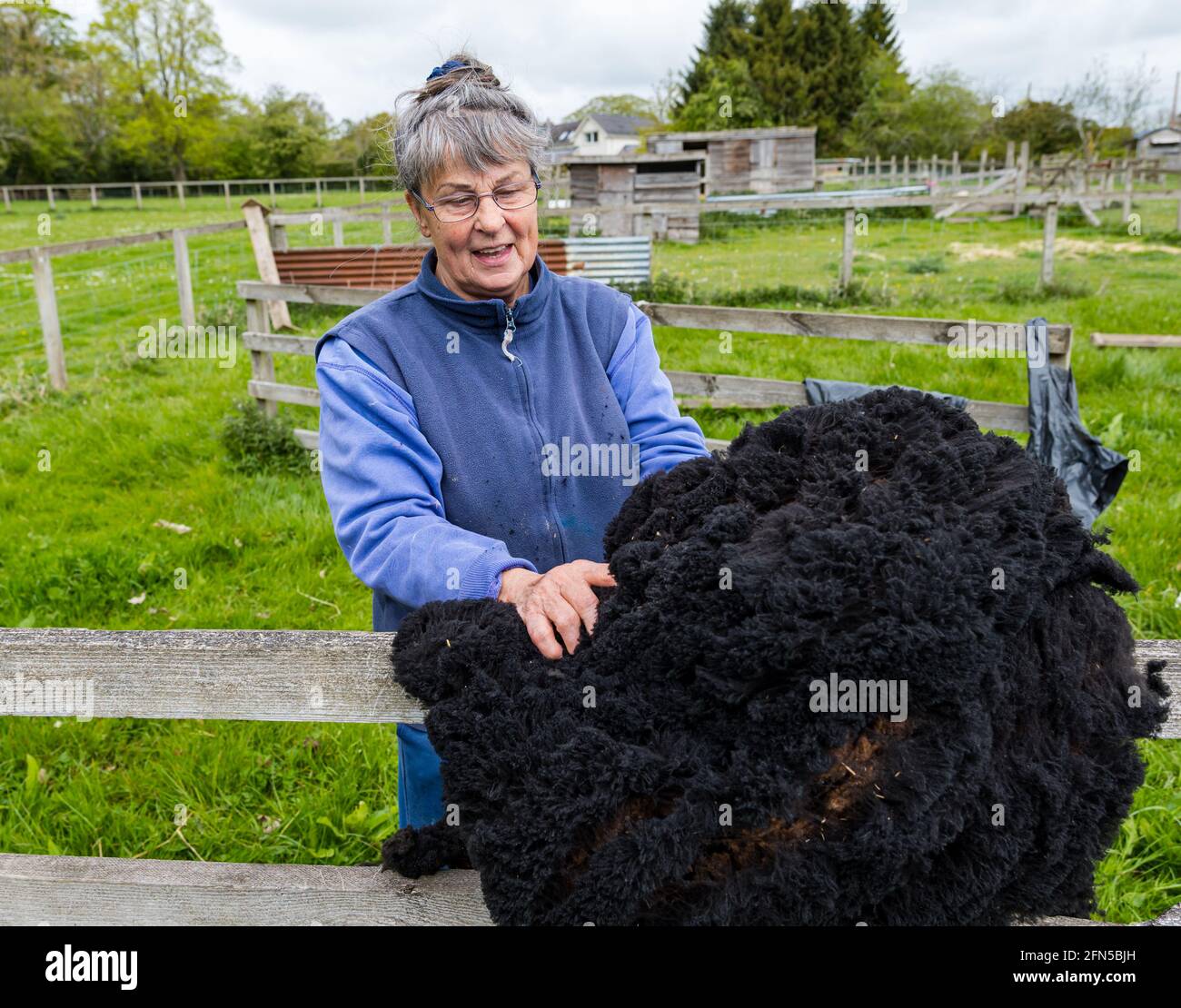 East Lothian, Schottland, Vereinigtes Königreich. Mai 2021. Schafscheren: Joan Brunton von der Letham Mains Holdings ist eine Gewinnerin mehrerer Auszeichnungen für ihre Shetland Schafe und Flöhe auf landwirtschaftlichen Ausstellungen. Jane Brunton bewundert das Vlies eines ihrer Schafe Stockfoto