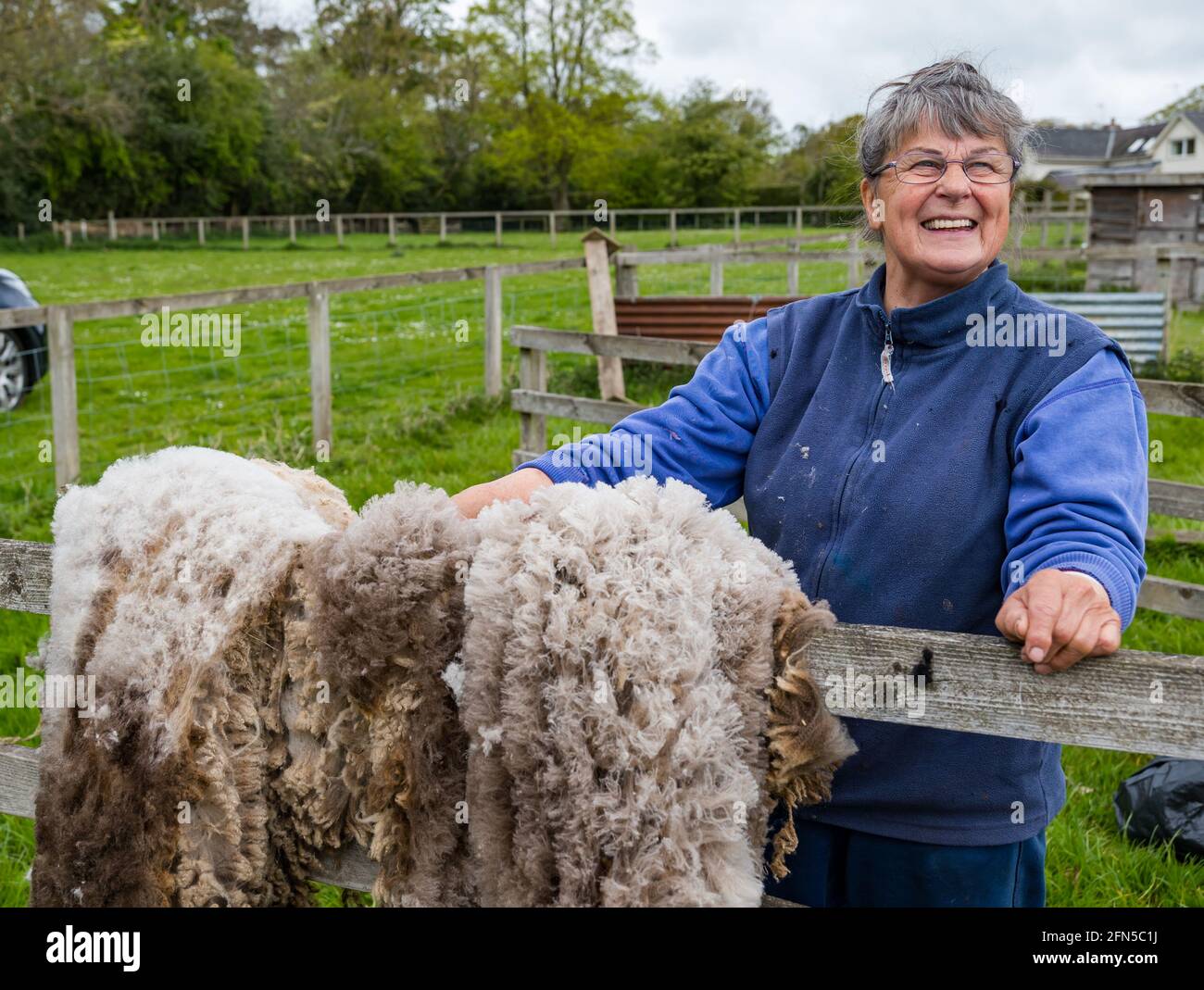East Lothian, Schottland, Vereinigtes Königreich. Mai 2021. Schafscheren: Joan Brunton von der Letham Mains Holdings ist eine Gewinnerin mehrerer Auszeichnungen für ihre Shetland Schafe und Flöhe auf landwirtschaftlichen Ausstellungen. Jane Brunton bewundert das Vlies eines ihrer Schafe Stockfoto