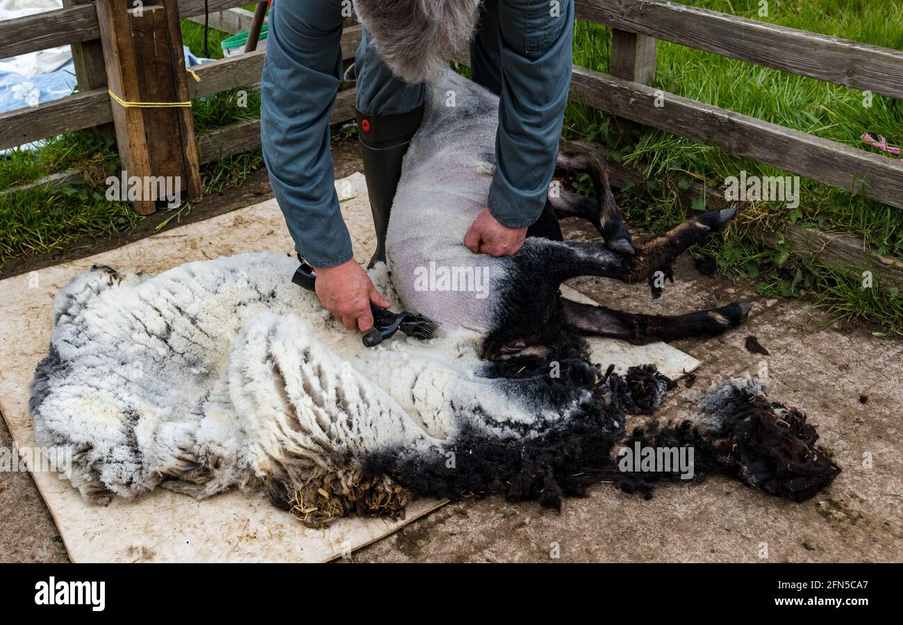 East Lothian, Schottland, Vereinigtes Königreich. Mai 2021. Schafscheren: Der Shetland-Schafzüchter Richard Briggs scheren ein Shetland-Schaf bei Letham Mains Holdings Stockfoto