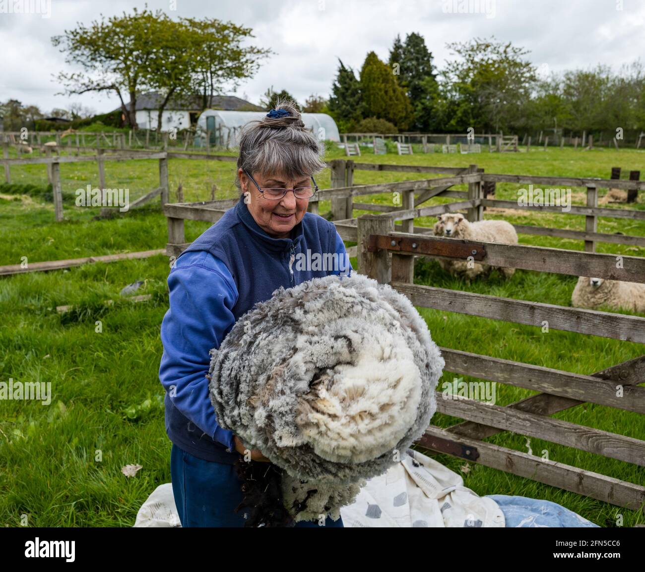East Lothian, Schottland, Vereinigtes Königreich. Mai 2021. Schafscheren: Joan Brunton von der Letham Mains Holdings ist eine Gewinnerin mehrerer Auszeichnungen für ihre Shetland Schafe und Flöhe auf landwirtschaftlichen Ausstellungen. Jane Brunton bewundert das Vlies eines ihrer Schafe Stockfoto