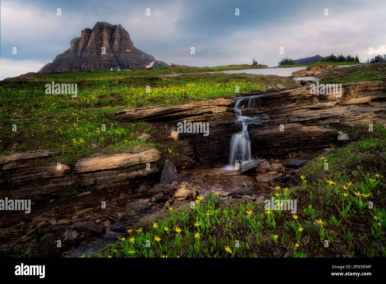 Nahaufnahme von Mohnblumen in der Wildnis, kalifornien Stockfoto