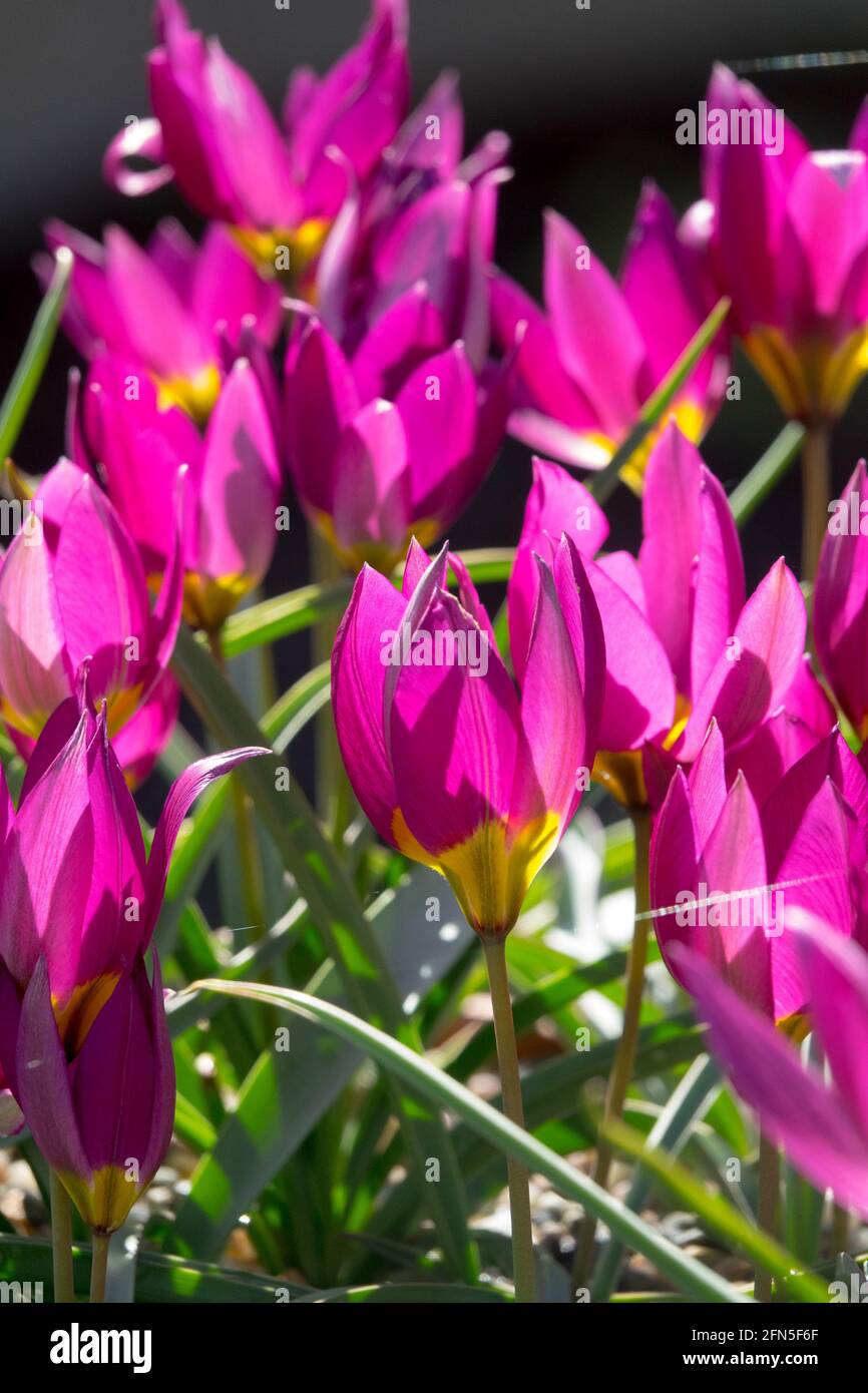 Tulipa 'Persian Pearl' Blume Tulpen Tulipa humilis Stockfoto