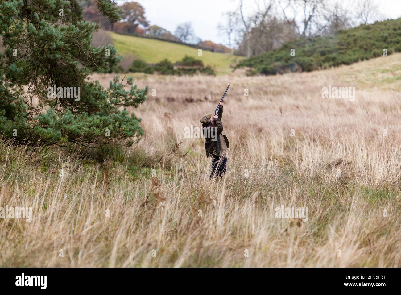 Ein Gewehr in Aktion während eines von einem Bauer und Rebhuhn getriebenen Schusses auf einem Anwesen in Angus, Schottland Stockfoto