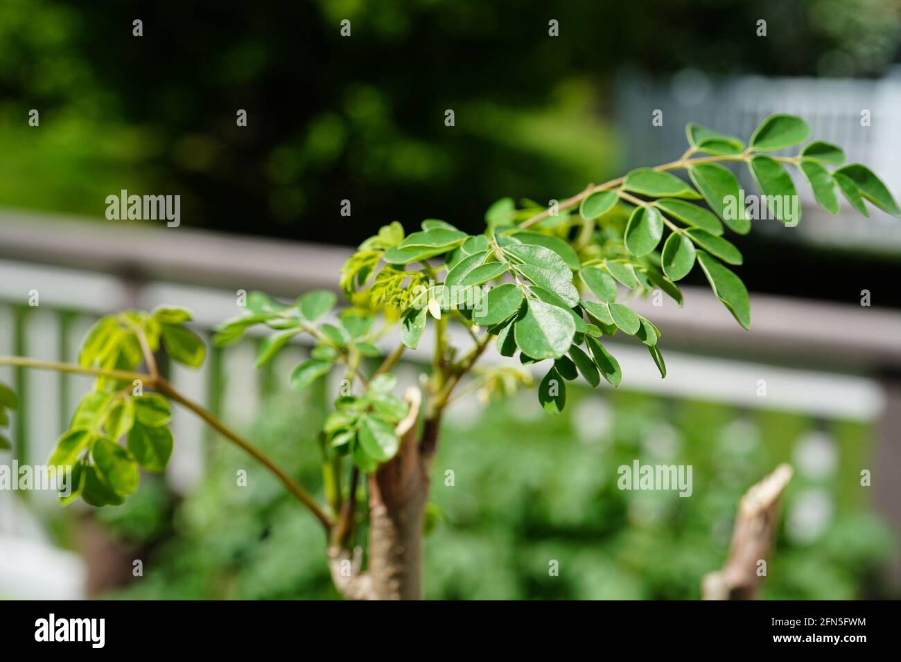 Moringa Baum wächst, selektiver Fokus Stockfoto