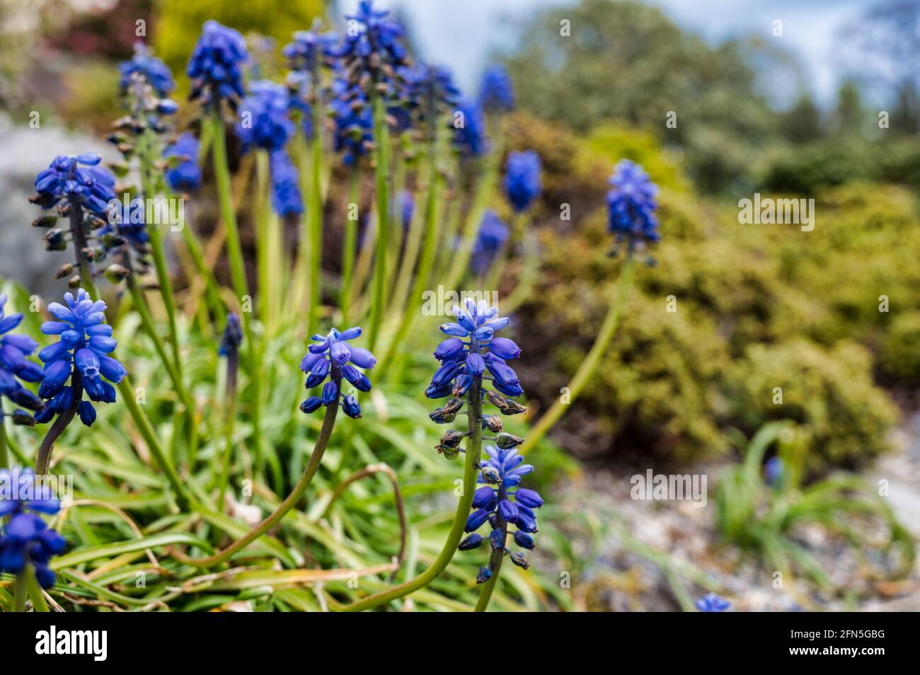 Muscari ist eine Gattung von ausdauernden bauchigen Pflanzen, die in der Heimat sind Eurasien Stockfoto
