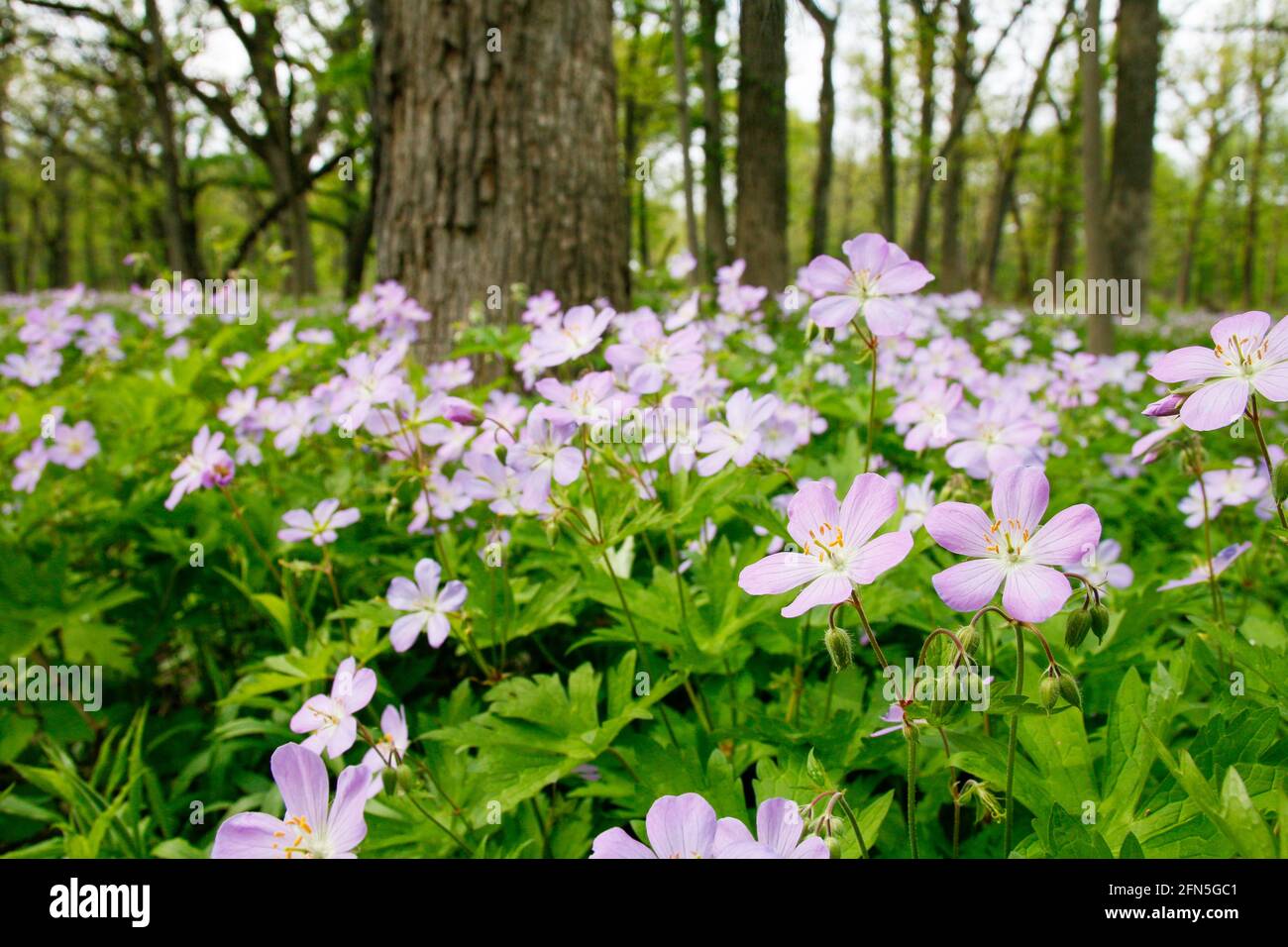 Wilde Geranium (Geranium maculatum) blüht in Eichensavanna, Salt Creek Woods Nature Preserve, Cook County, Illinois. Stockfoto