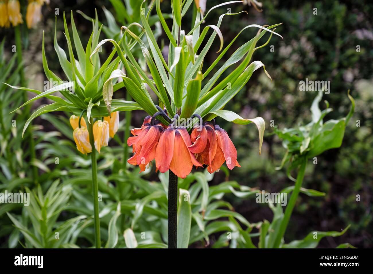 Gelbe Krone Kaiserliche Blume auch als kaiserlicher Fritillär oder Kaiserkrone bekannt Stockfoto