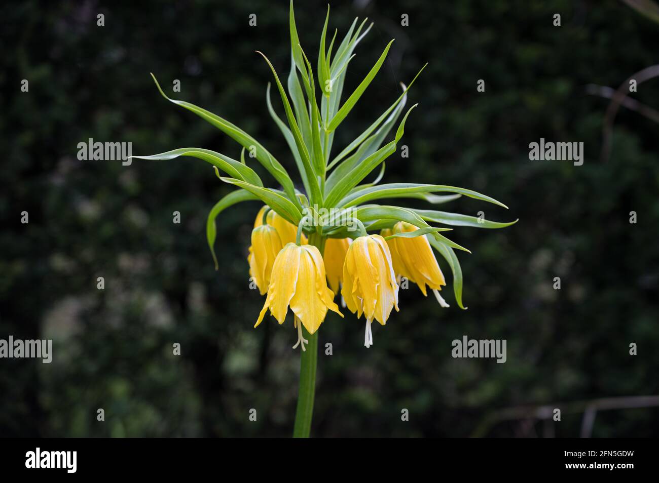 Gelbe Krone Kaiserliche Blume auch als kaiserlicher Fritillär oder Kaiserkrone bekannt Stockfoto