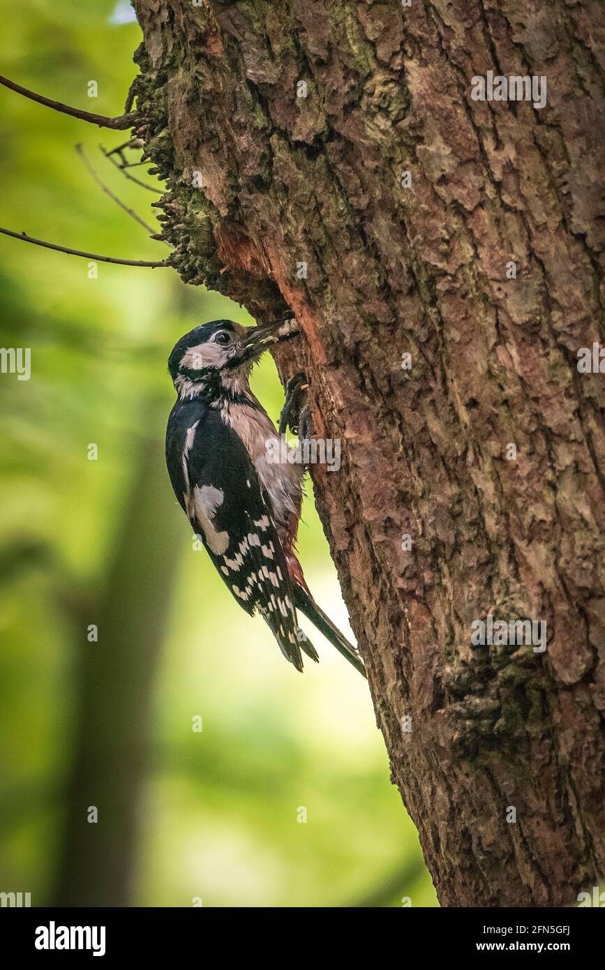 Femal Great Spotted Specht mit einem Bächlein Futter für Jugendliche tritt in das Nestloch ein. Stockfoto