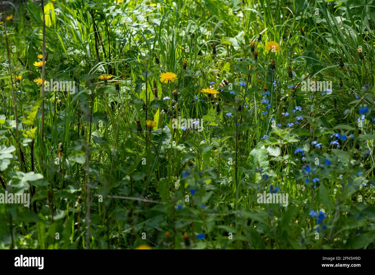 Wildlife Area eines englischen Landgartens im Frühling mit einer breiten Palette von Pflanzen und Blumen für die Tierwelt übrig. Stockfoto