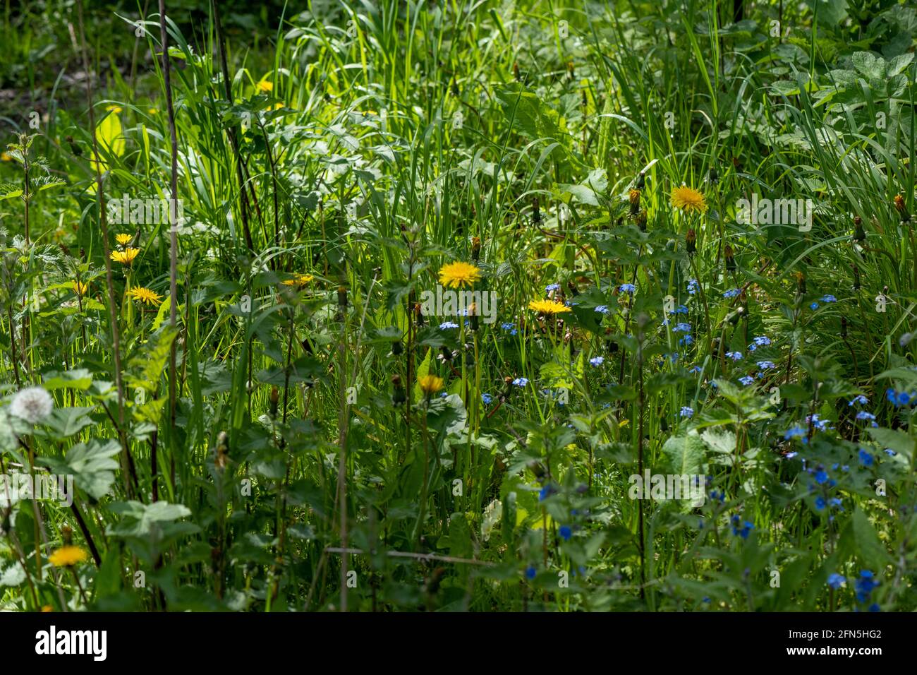 Wildlife Area eines englischen Landgartens im Frühling mit einer breiten Palette von Pflanzen und Blumen für die Tierwelt übrig. Stockfoto