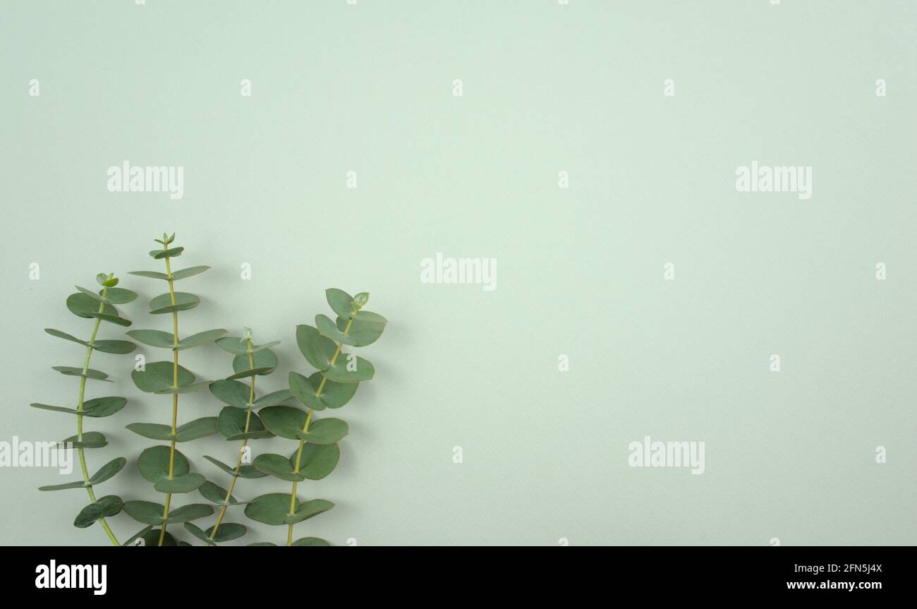 Eukalyptus-Blätter, Stiele flach legen off-Mitte Zusammensetzung auf weichen neutralen pastellgrünen Hintergrund. Draufsicht, nicht mittig mit Kopierbereich, horizontal. Stockfoto