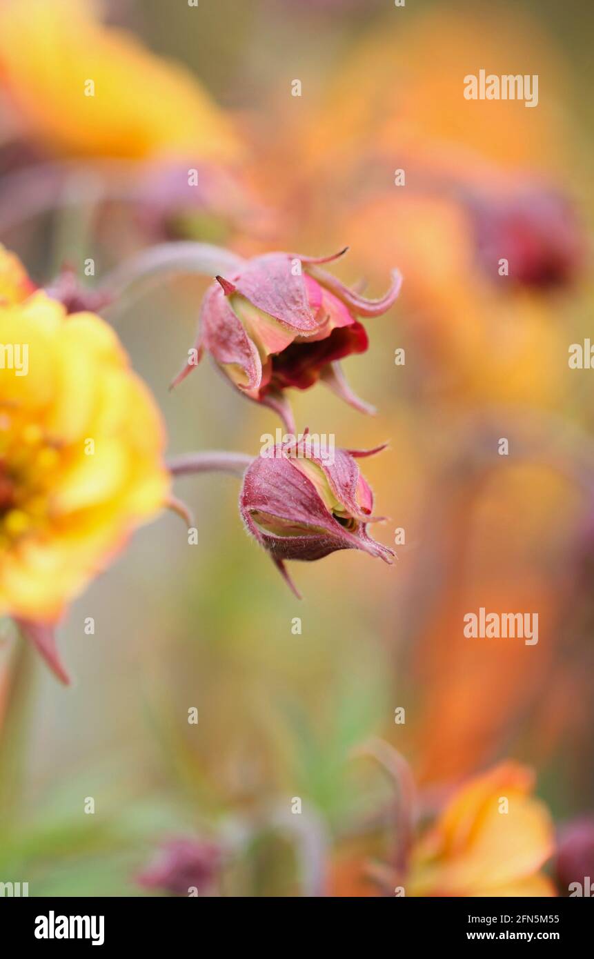 Ansicht der frischen, ungeöffneten Knospen Geum / Avens „Totally Tangerine“ Stockfoto