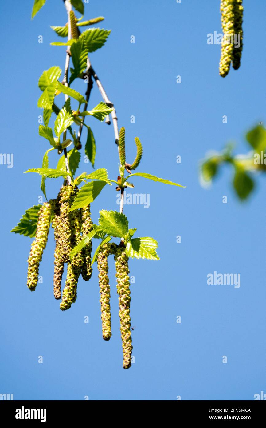 Europäische weiße Birken-Kätzchen Betula pubescens Frühling Stockfoto