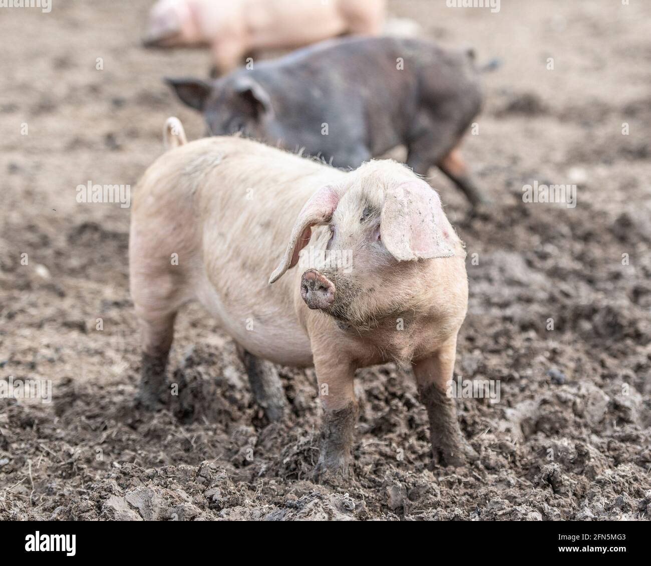 Schwein im Schlamm Stockfoto