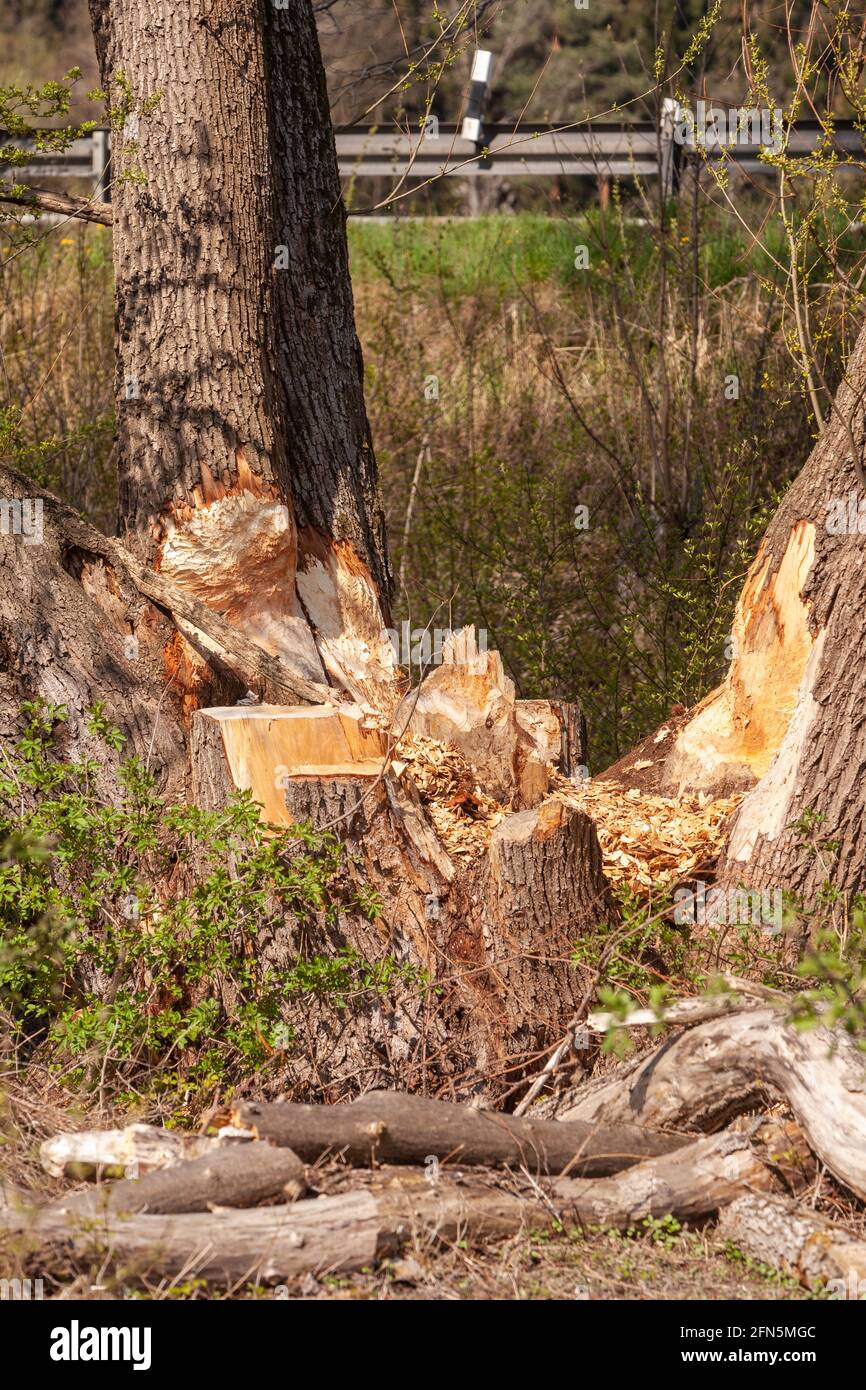 Spuren des Stöberens durch Biber auf einer Gruppe von Bäumen Stockfoto