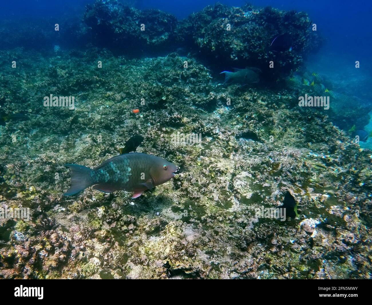 Papageienfisch in Punta Cormorant, Insel Floreana, Galapagos, Ecuador Stockfoto