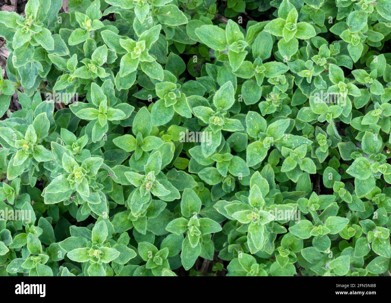Voll über Kopf Bild von oregano wächst frisch in einem Garten oder Zuteilung , für griechische, italienische und mexikanische Küche verwendet, kann auch gesunder Tee wi gemacht werden Stockfoto