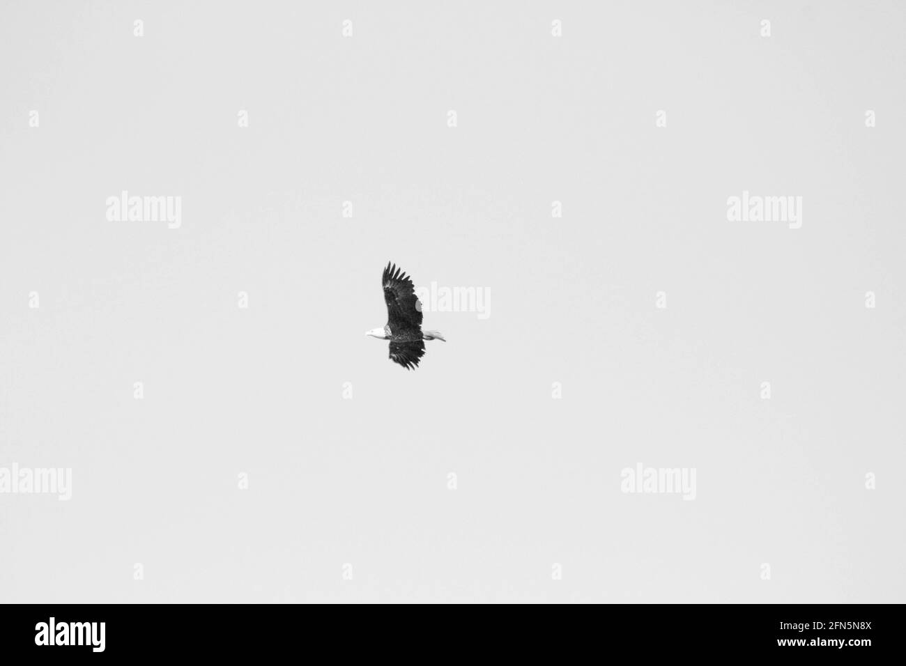 Weißkopfseeadler im Norden von Ontario, Kanada Stockfoto