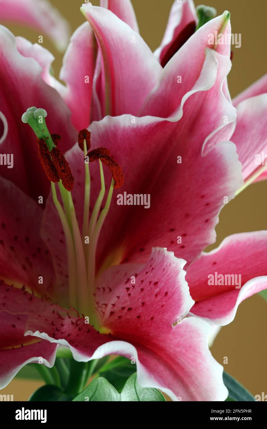 Orientalische Lilie nach acht mit sehr großen, tiefrosa Blüten mit weißen Rändern und nach oben gerichteten Sommersprossen, auch als Stargazers bezeichnet Stockfoto