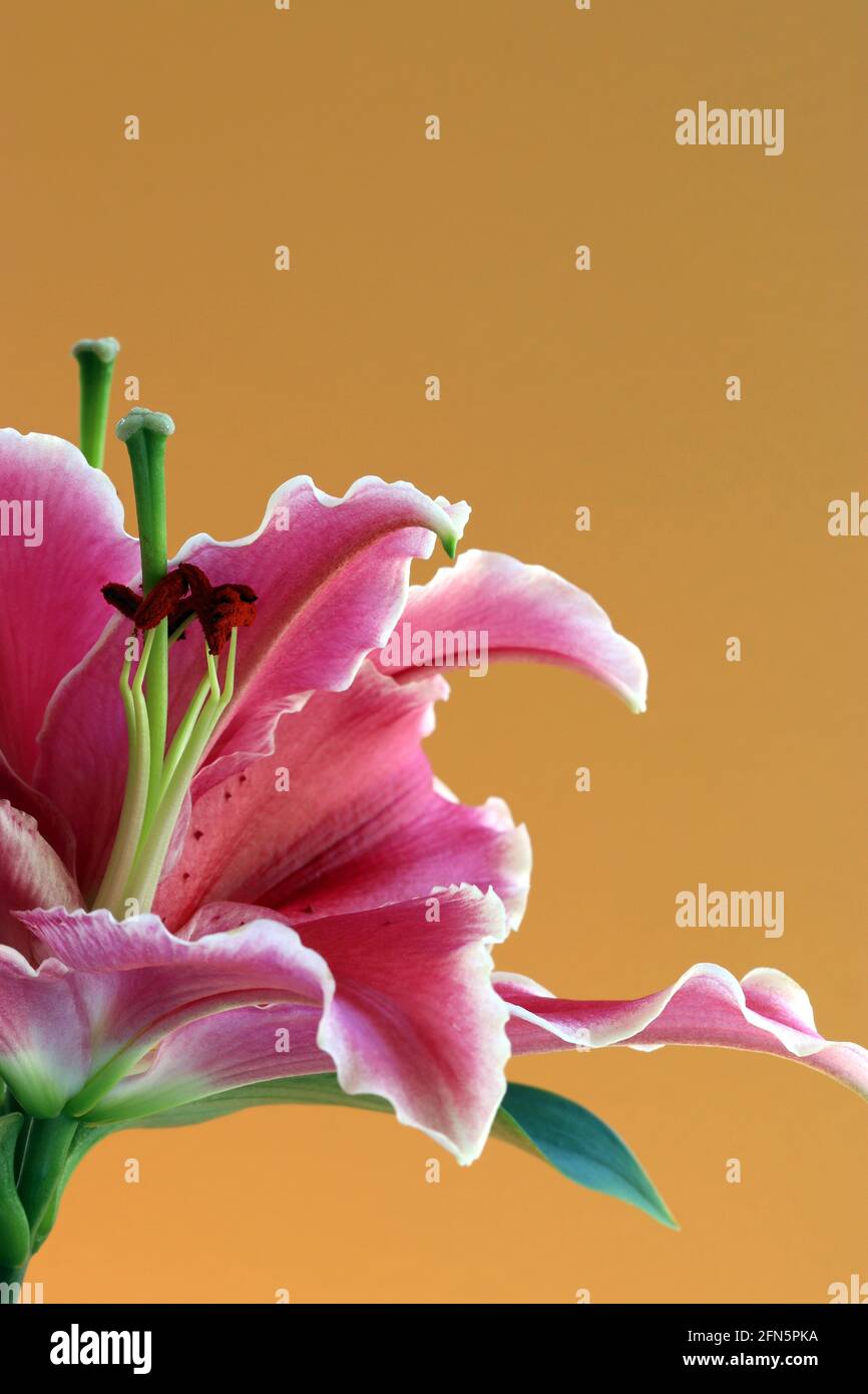 Orientalische Lilie nach acht mit sehr großen, tiefrosa Blüten mit weißen Rändern und nach oben gerichteten Sommersprossen, auch als Stargazers bezeichnet Stockfoto