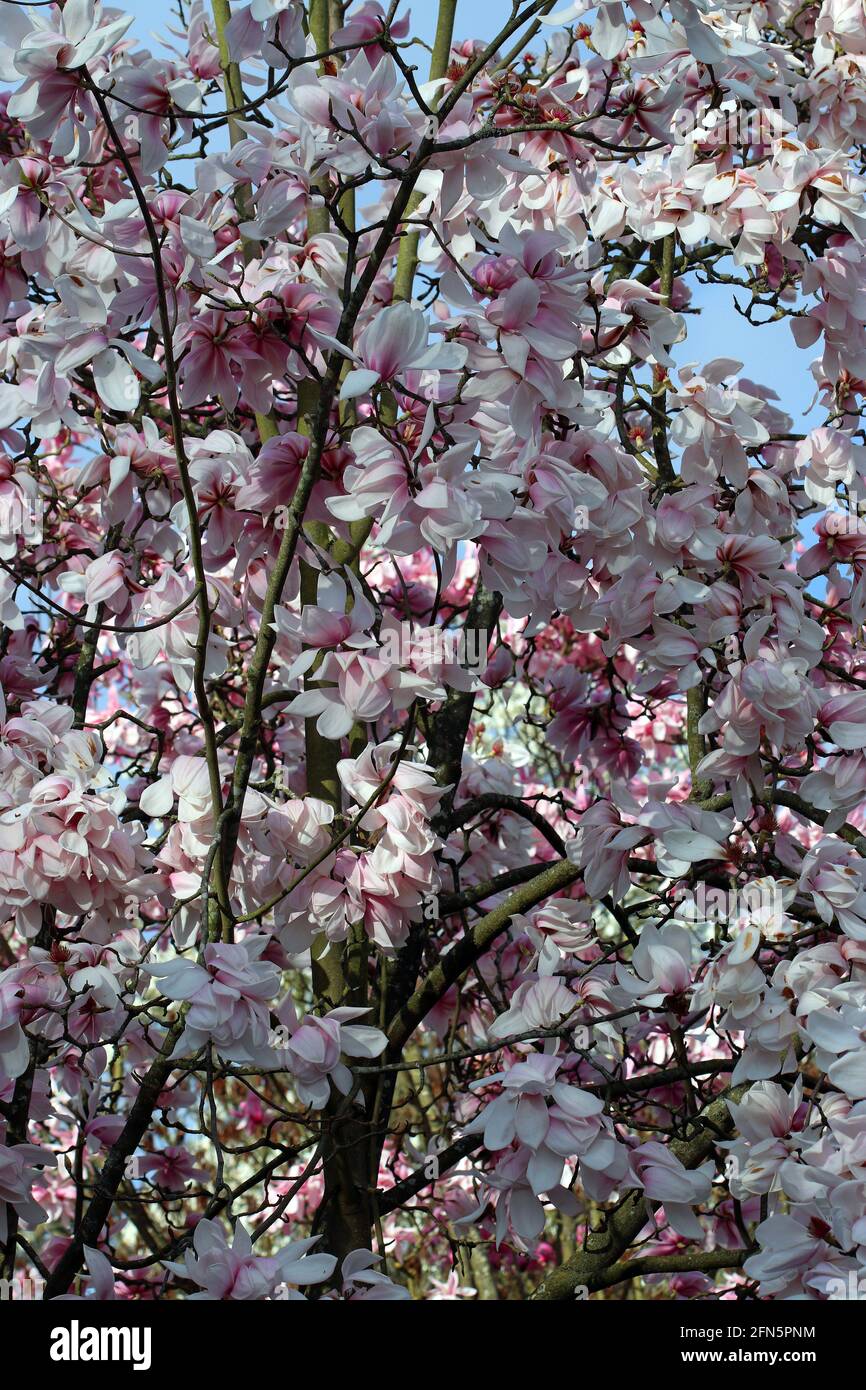 Die rosafarbenen Blüten eines Magnolia Sprengeri Diva-Baumes. Englischer Garten, März. (Sprengers Magnolie Diva; Sprengers Magnolie) Stockfoto
