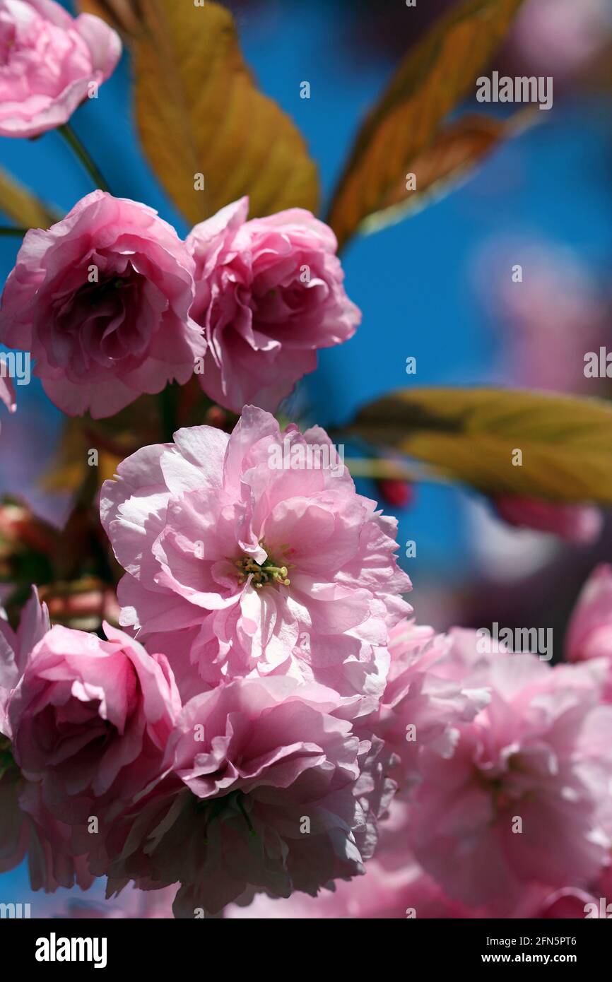 Die Kirschblüte von Kanzan wird von bronzefarbenem Laub gekrönt, das am blauen Himmel zu sehen ist. Englischer Garten, April. Stockfoto Die Kirschblüte von Kanzan wird von bronzefarbenem Laub gekrönt, das am blauen Himmel zu sehen ist. Englischer Garten, April. Stockfoto