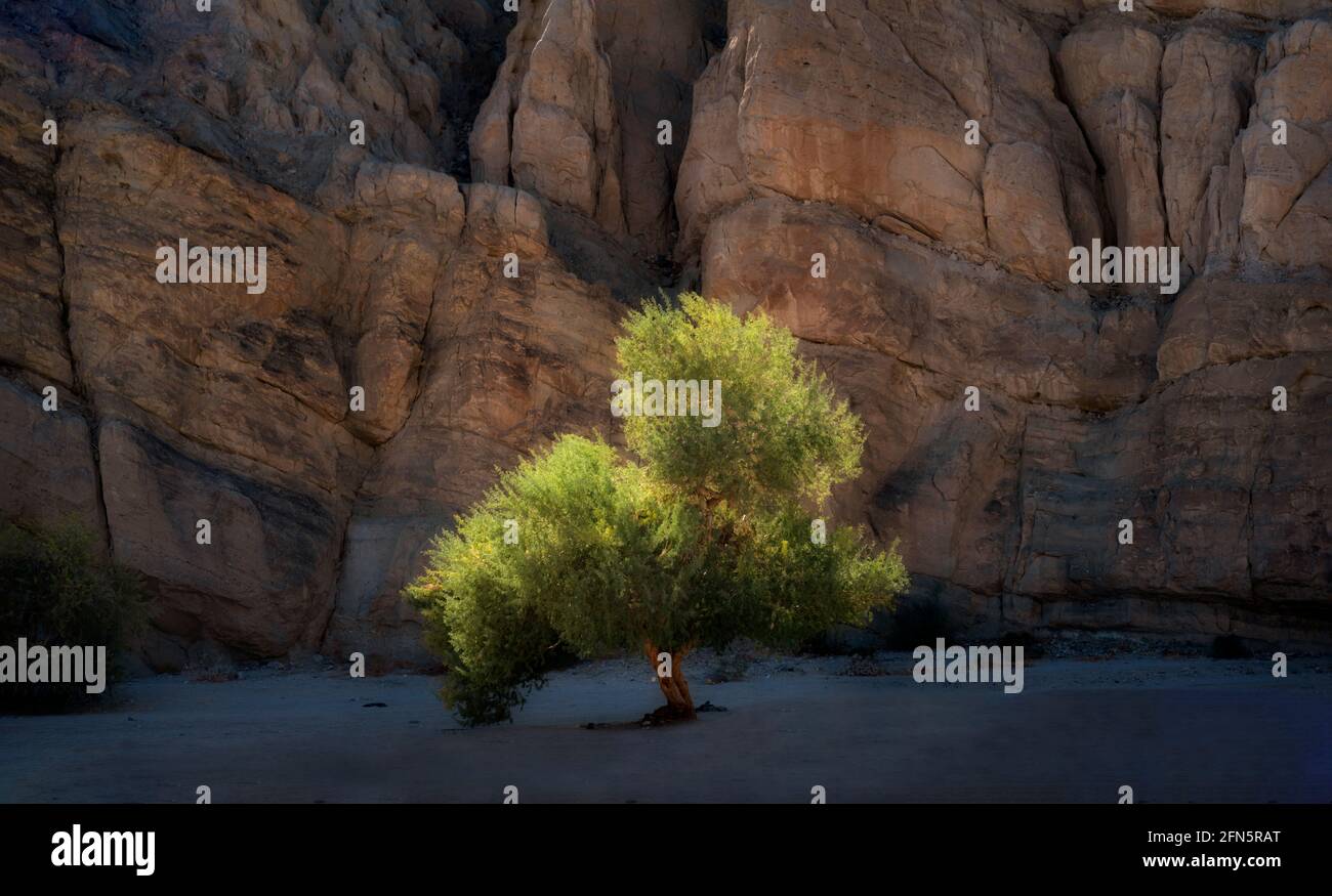 Eineige Baum-Ion-Schlucht. In Der Nähe Von Palm Desert, Kalifornien Stockfoto