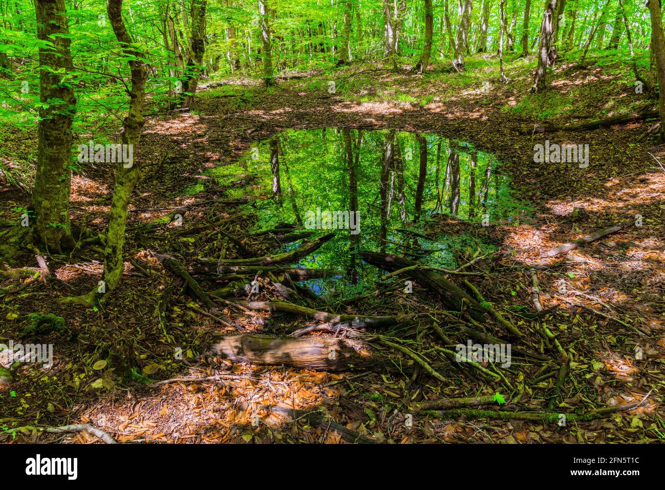 Sumpfiger wald Fotos und Bildmaterial in hoher Auflösung Seite 7
