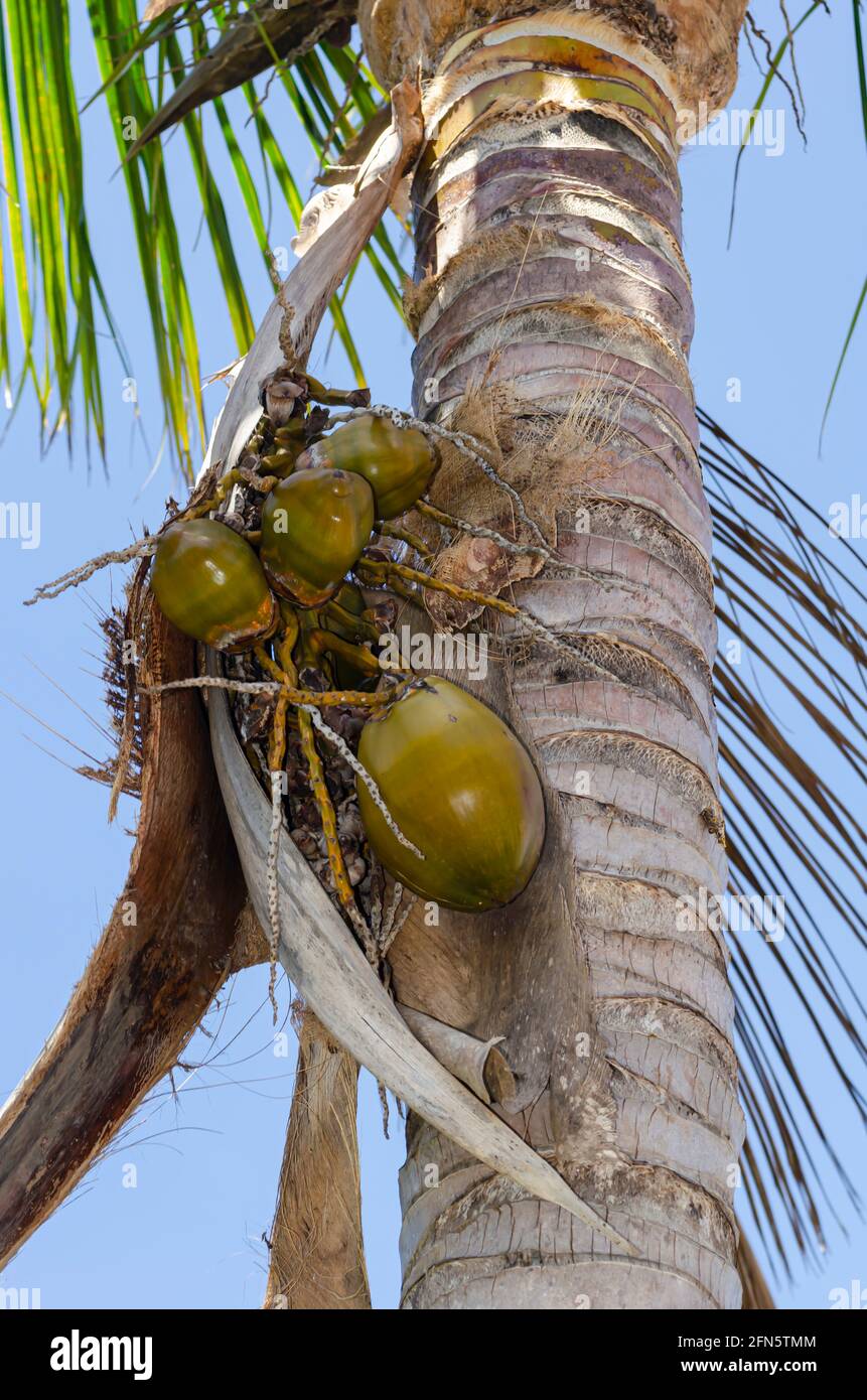 Fallender Kokosnussbough Unterstützt Fruchtbündel Stockfoto