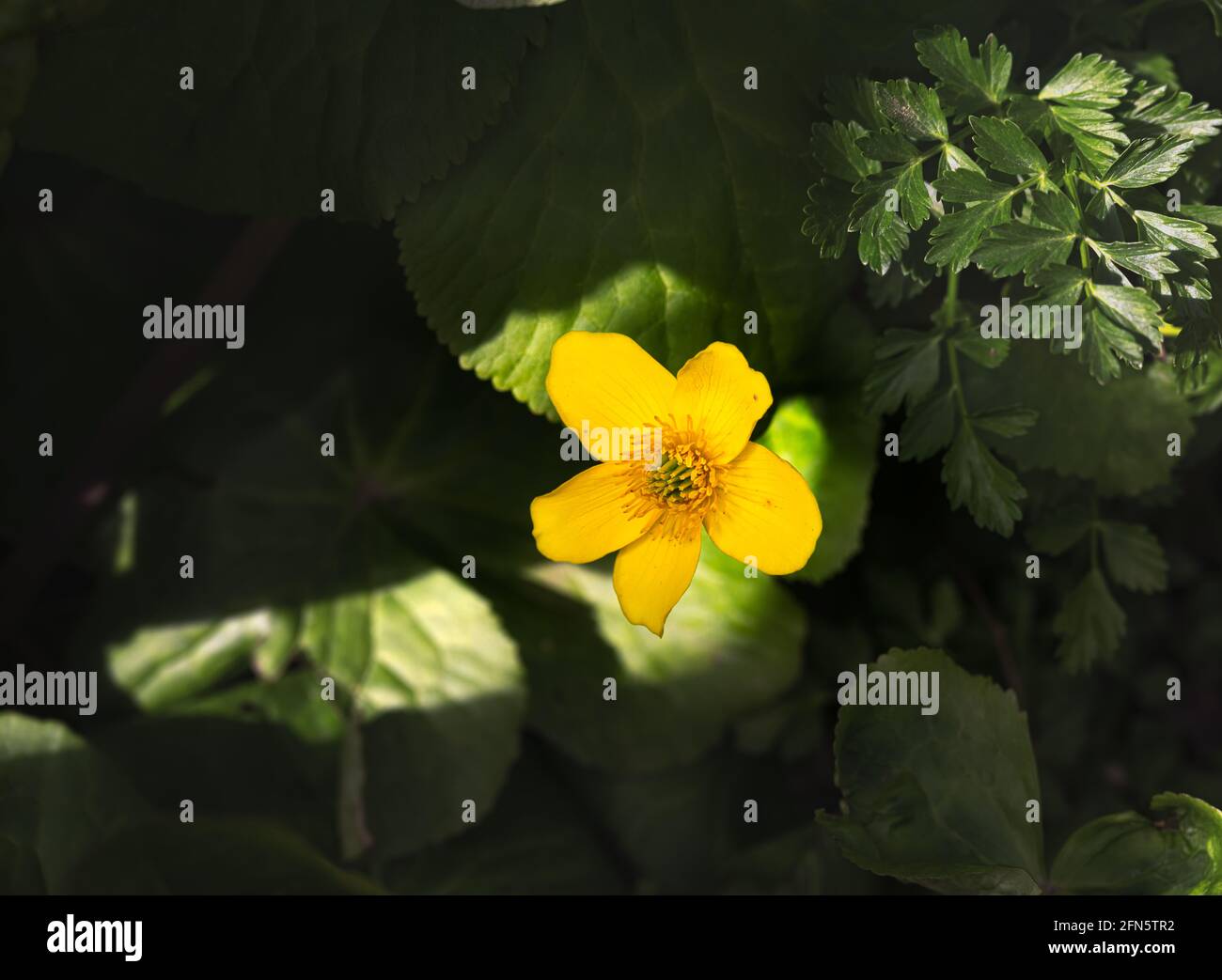 Gelbes Sumpfland in der Sonne auf einem Hintergrund von Grüne Blätter im Frühling Stockfoto