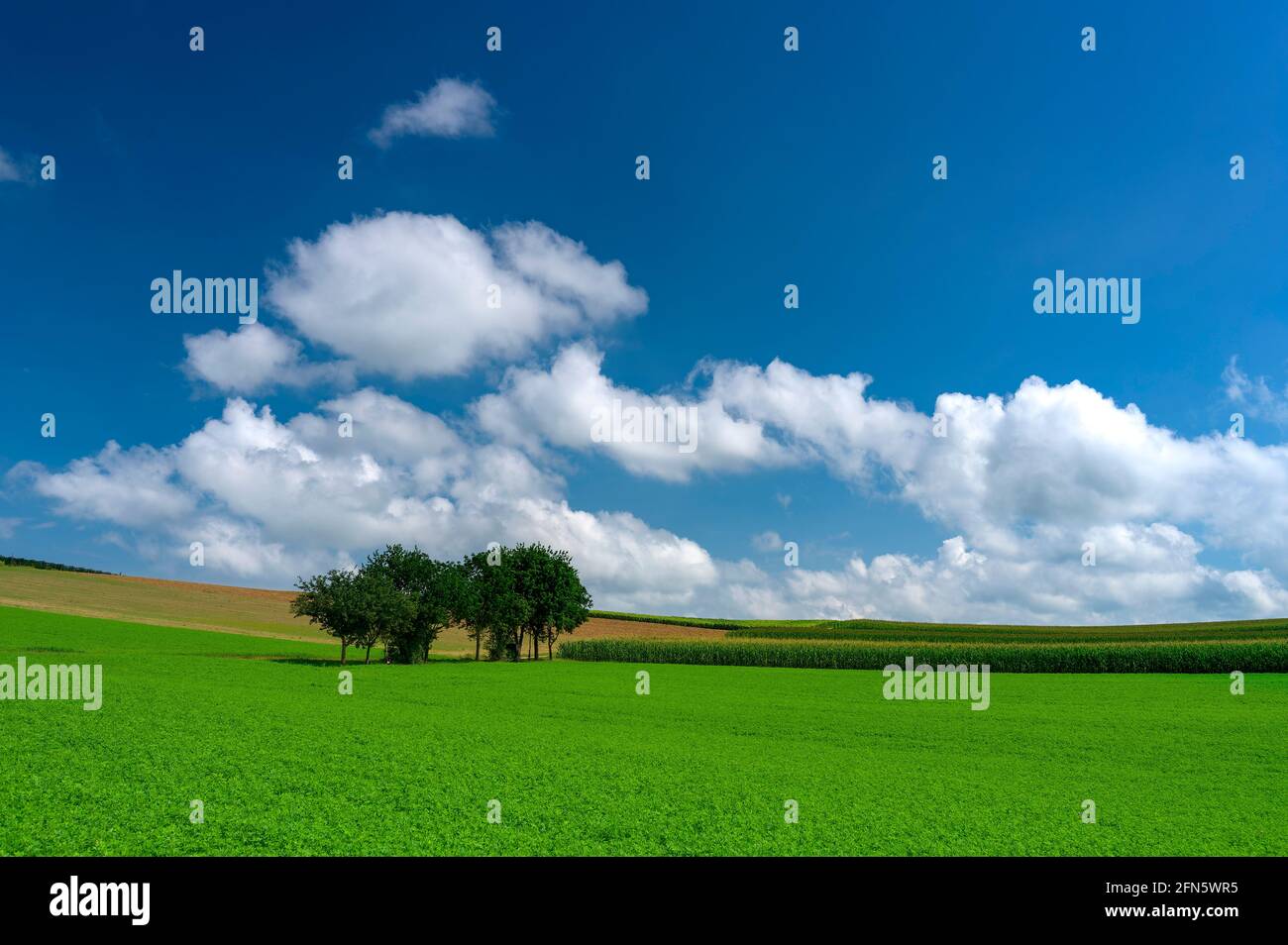 Eine üppig grüne Wiese im Sommer mit ein paar Bäumen, einem tiefblauen Himmel und ein paar Kumuluswolken. Stockfoto