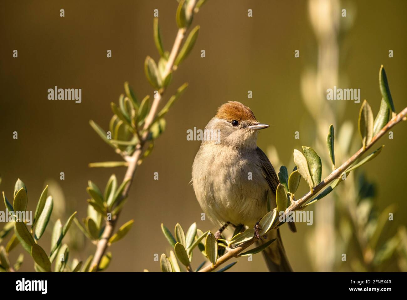 Blackcap (Sylvia atricapilla) fotografiert von einem Versteck in Batea (Provinz Tarragona, Katalonien, Spanien) Stockfoto