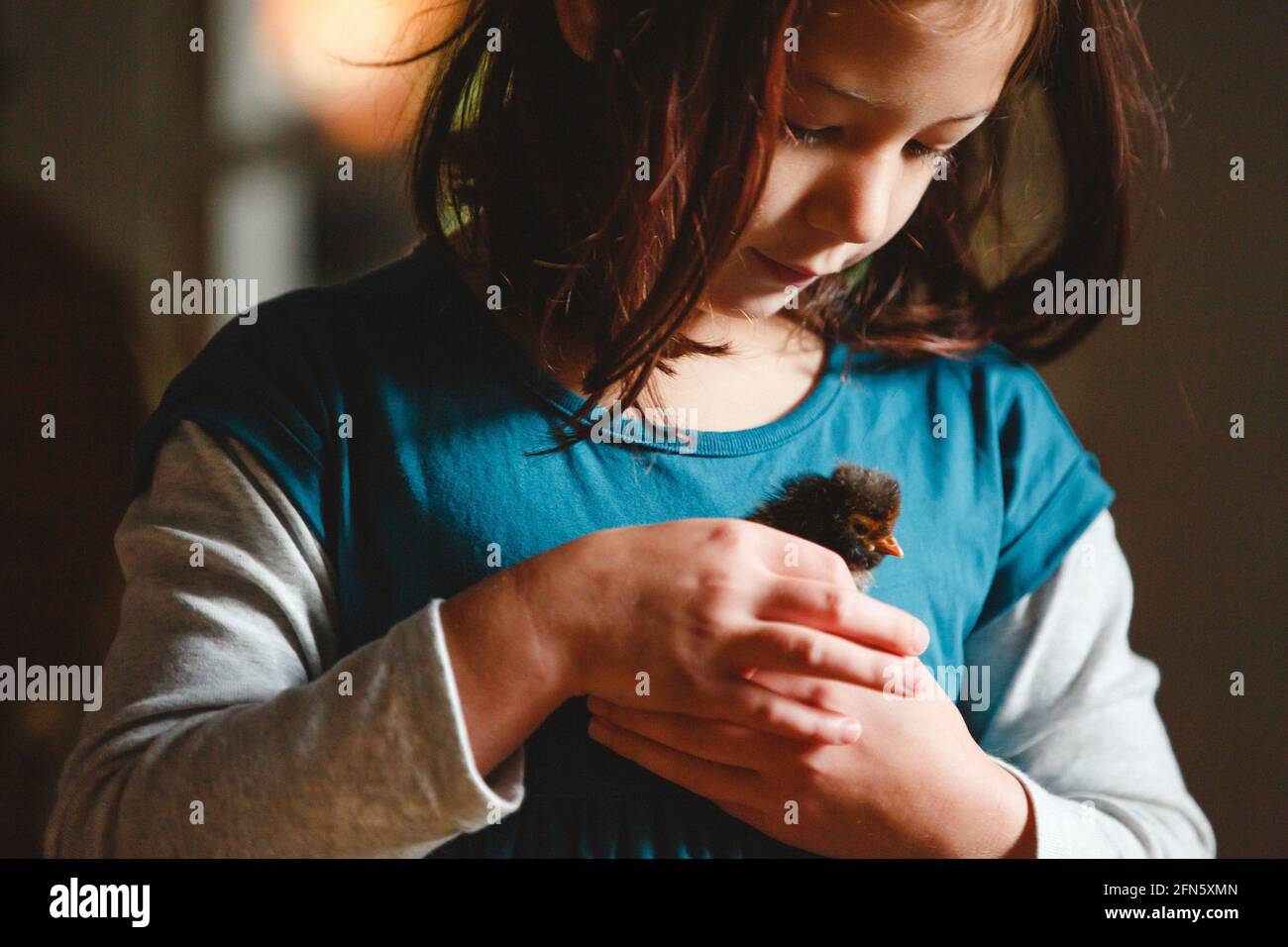 Ein kleines Mädchen hält sanft ein kleines Küken in sich Hände in Innenräumen Stockfoto