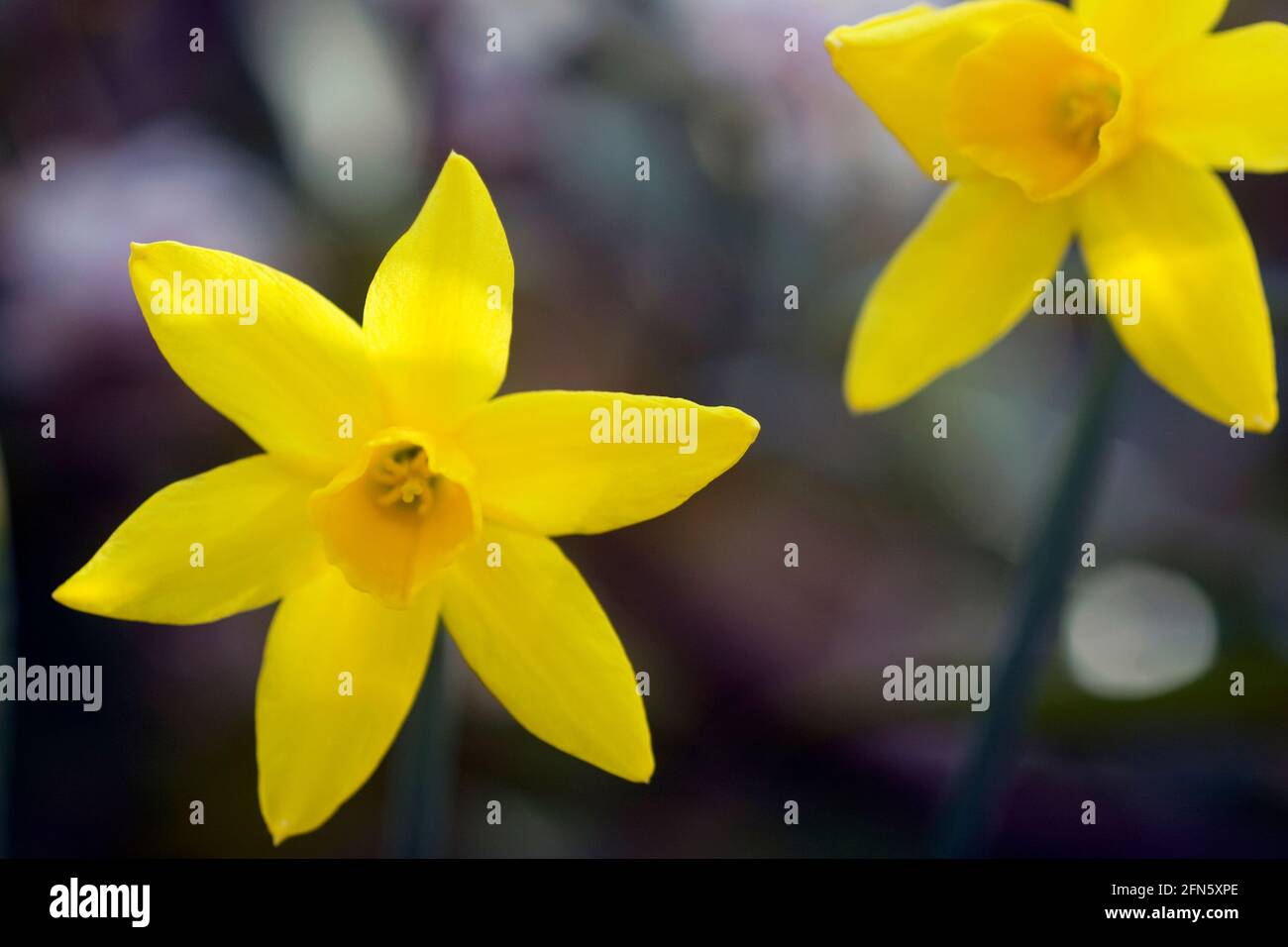 Gelbe Daffodil-Köpfe bei Frühlingssonne Stockfoto