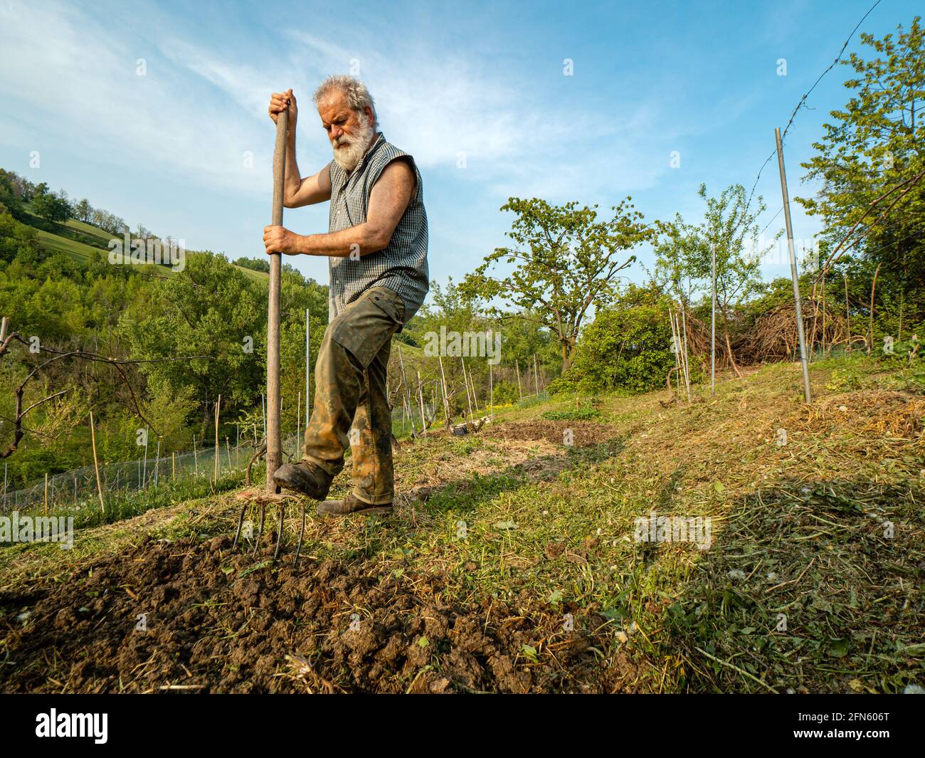 Fit Senior Farmer Vorbereitung und Rechen Boden für Bio-Gemüse Stockfoto