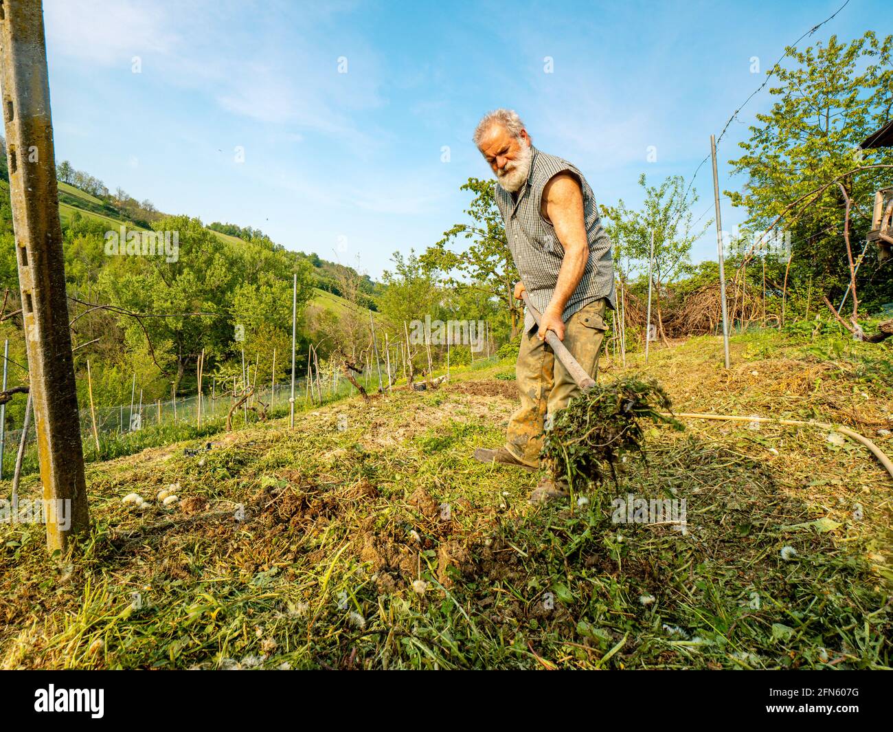 Gesund fit Senior Landwirt Vorbereitung Boden für Gemüse in der Bauernhof Stockfoto