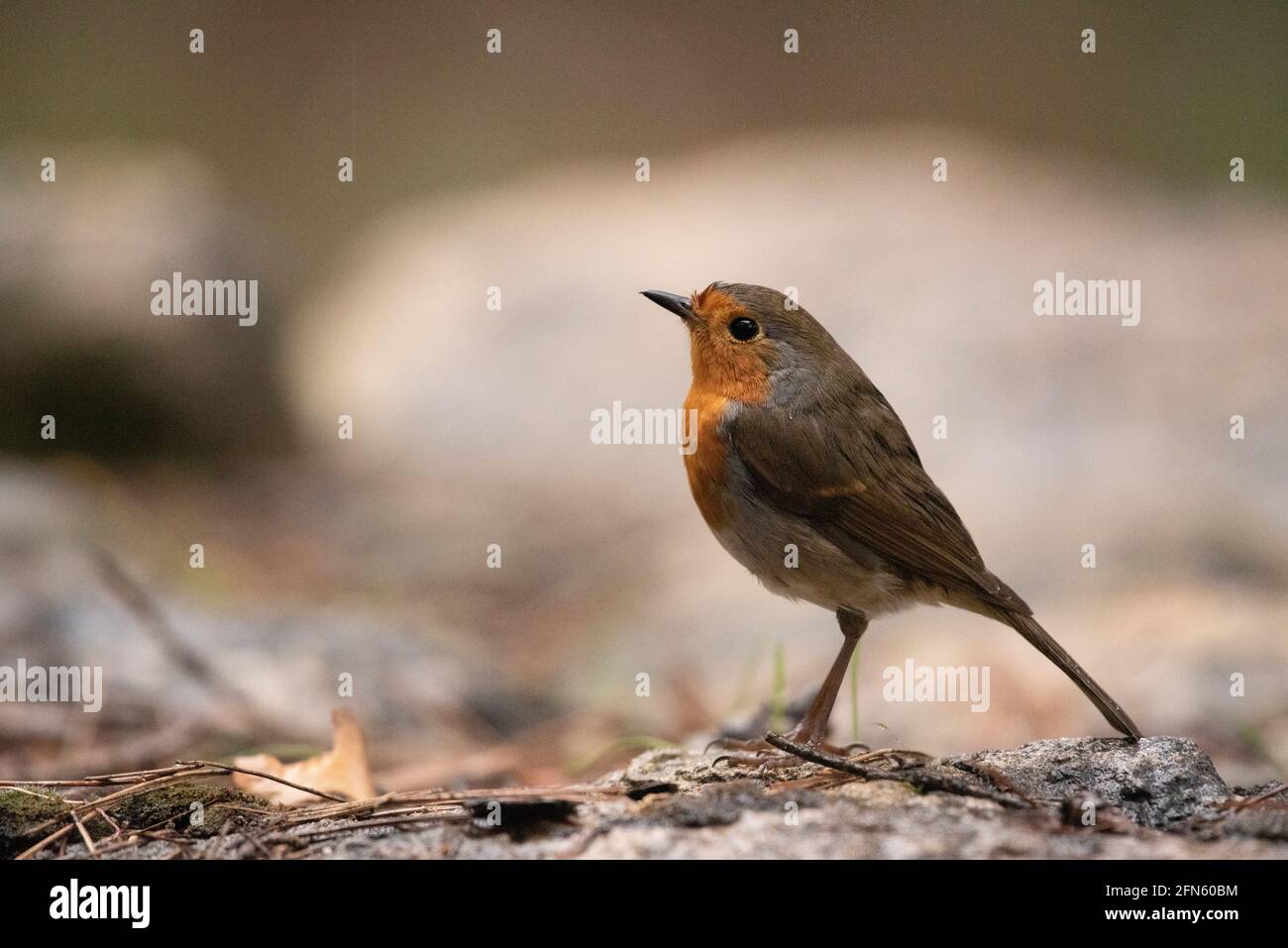 Robin (Erithacus rubecula) fotografiert von einem Versteck in einem Wald in Batea (Provinz Tarragona, Katalonien, Spanien) Stockfoto