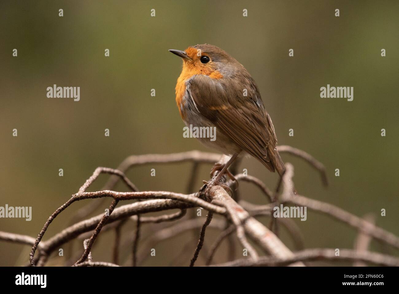 Robin (Erithacus rubecula) fotografiert von einem Versteck in einem Wald in Batea (Provinz Tarragona, Katalonien, Spanien) Stockfoto