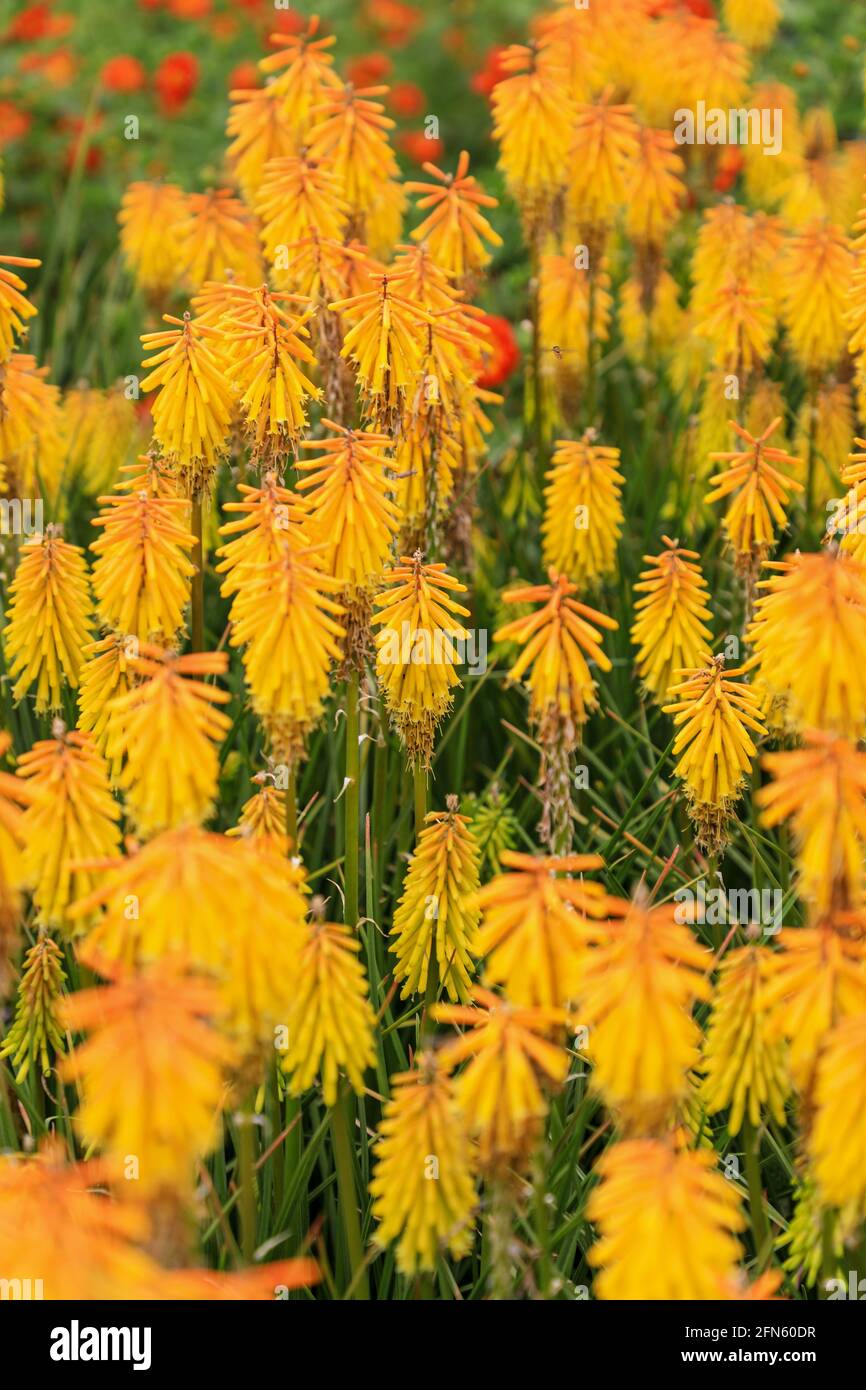 Die gelben Blüten einer Red Hot Poker Pflanze (Kniphofia), England, Großbritannien Stockfoto
