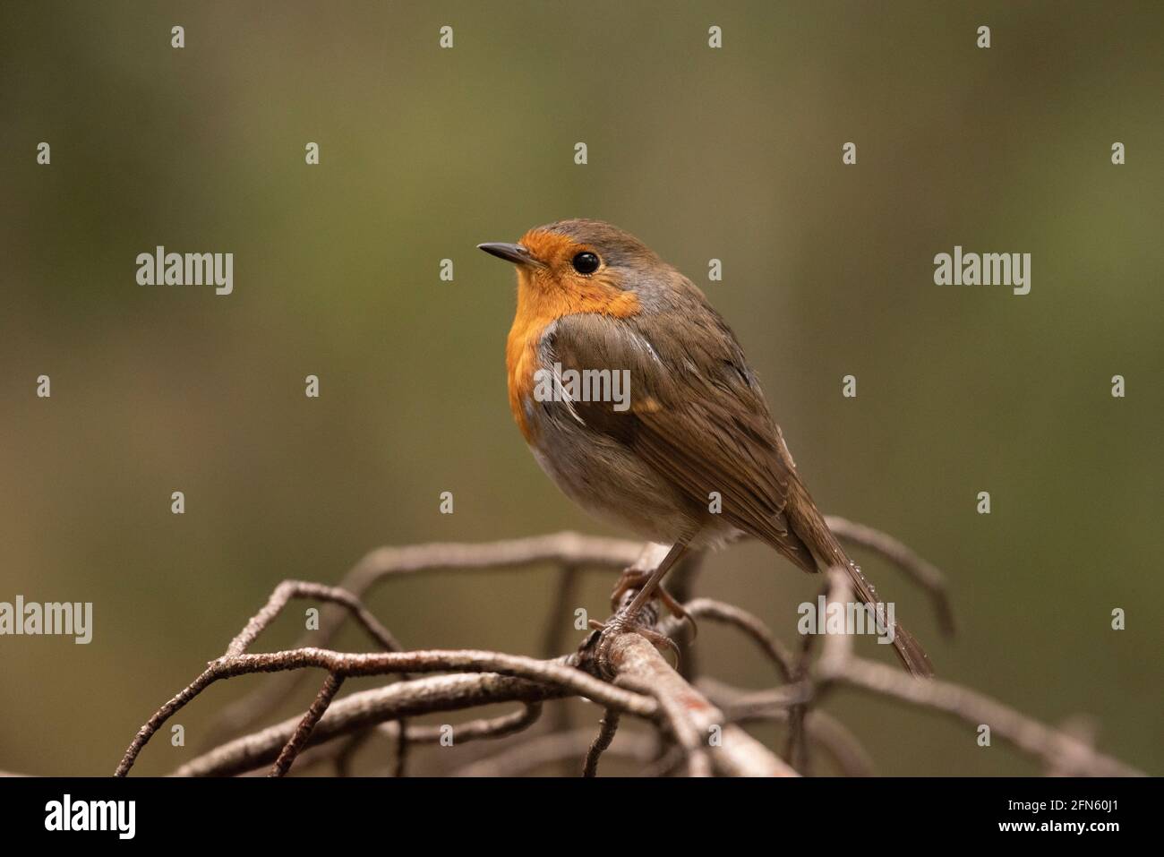 Robin (Erithacus rubecula) fotografiert von einem Versteck in einem Wald in Batea (Provinz Tarragona, Katalonien, Spanien) Stockfoto